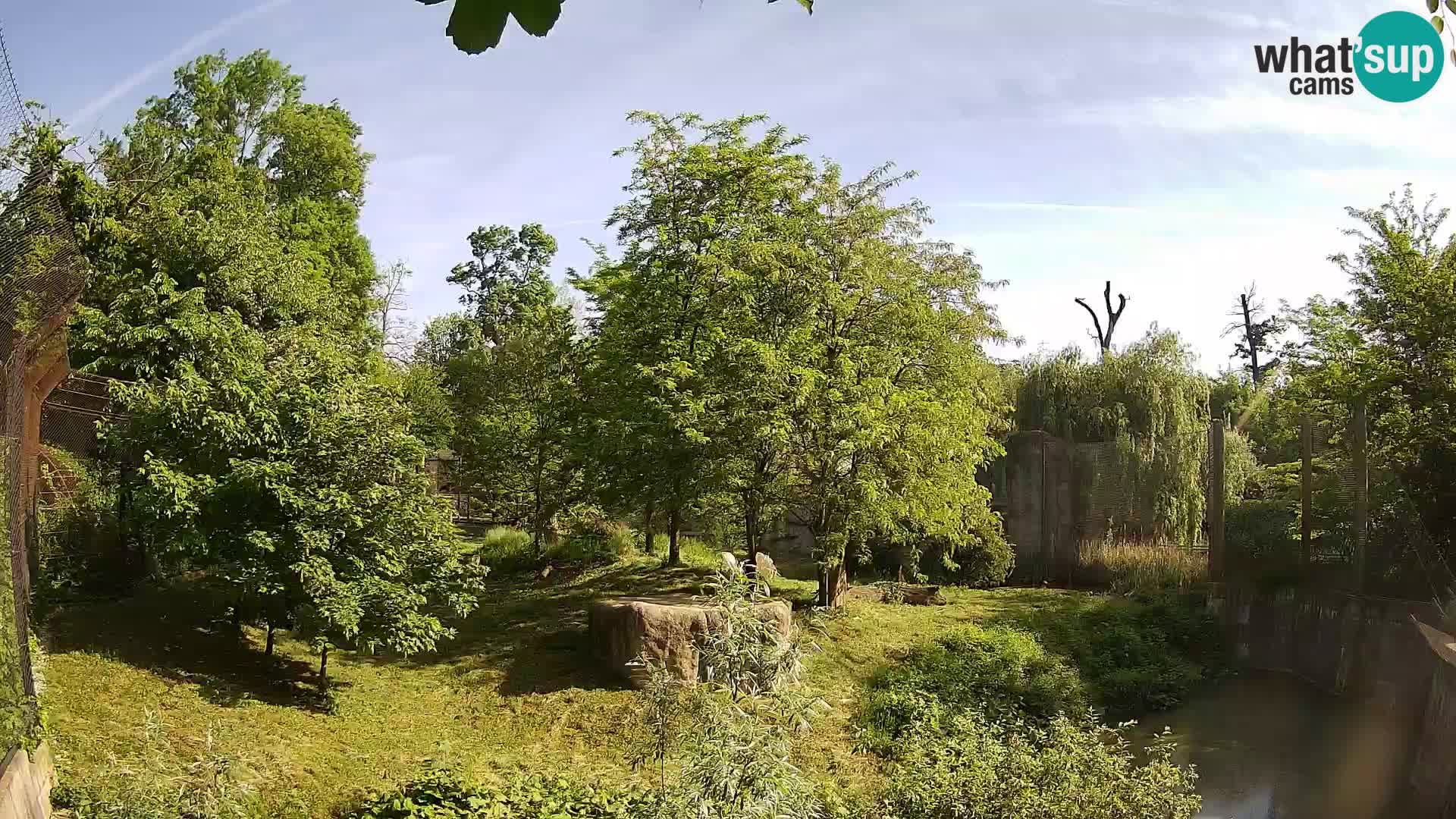 Spletna kamera Zoo Zagreb – Levi