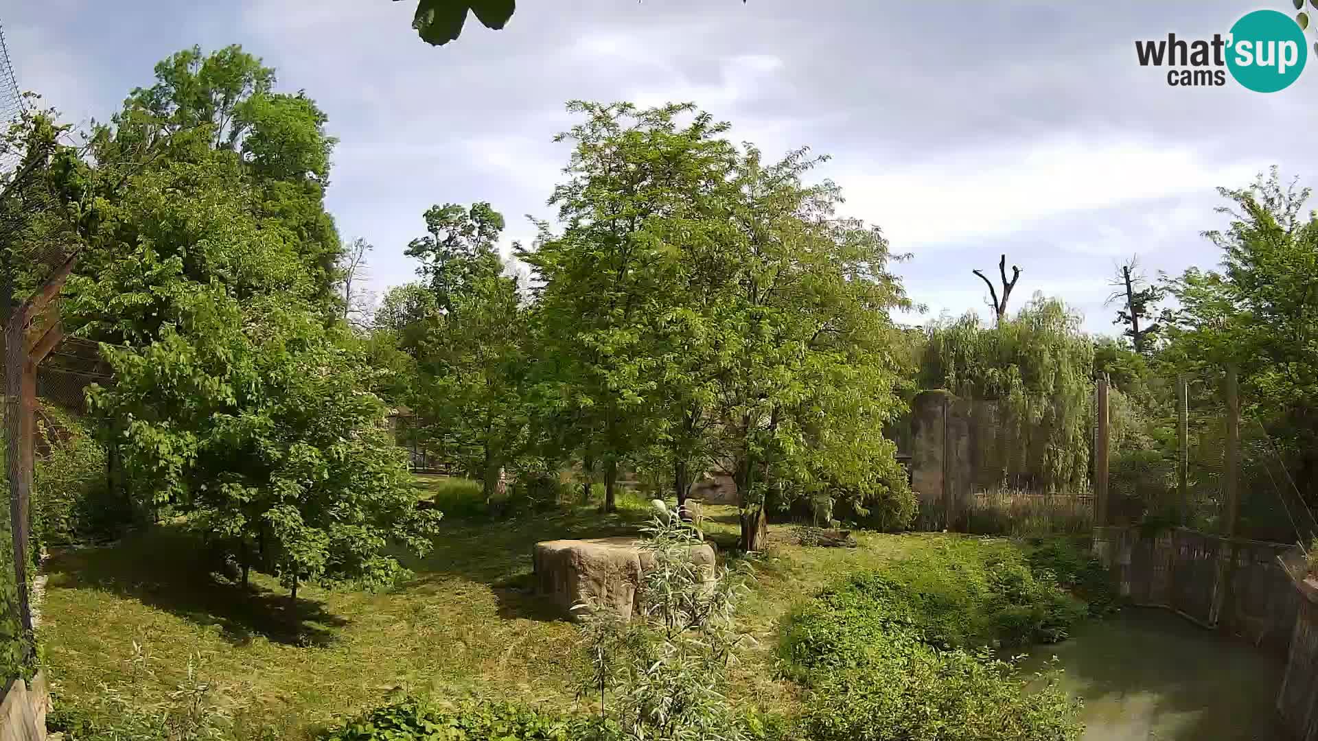 Zoo Zagreb – Lion
