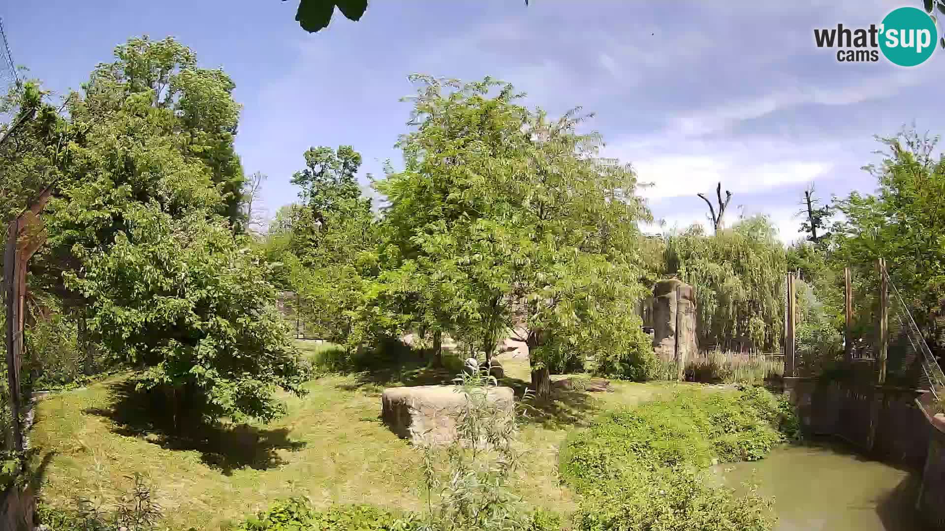 Zoo Zagreb – Lion