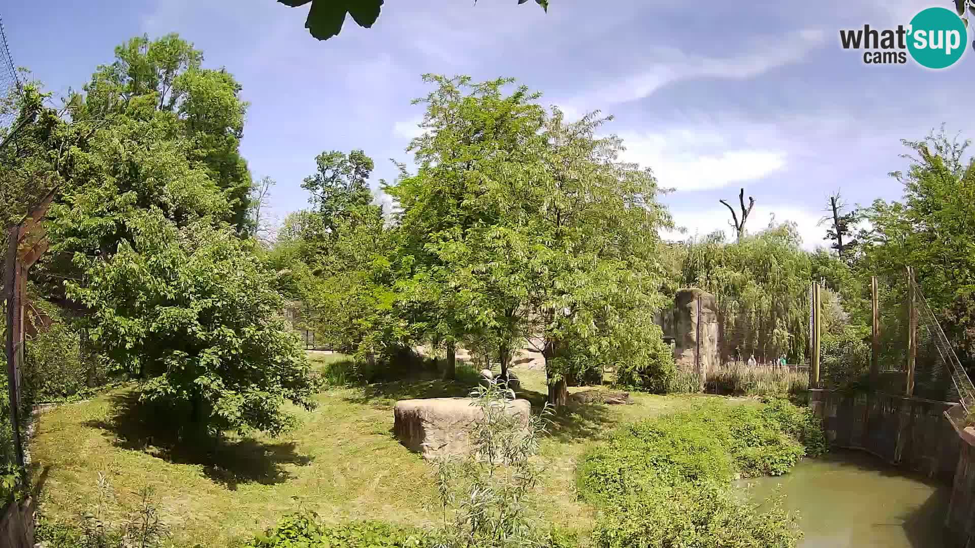 Zoo Zagreb – Lion