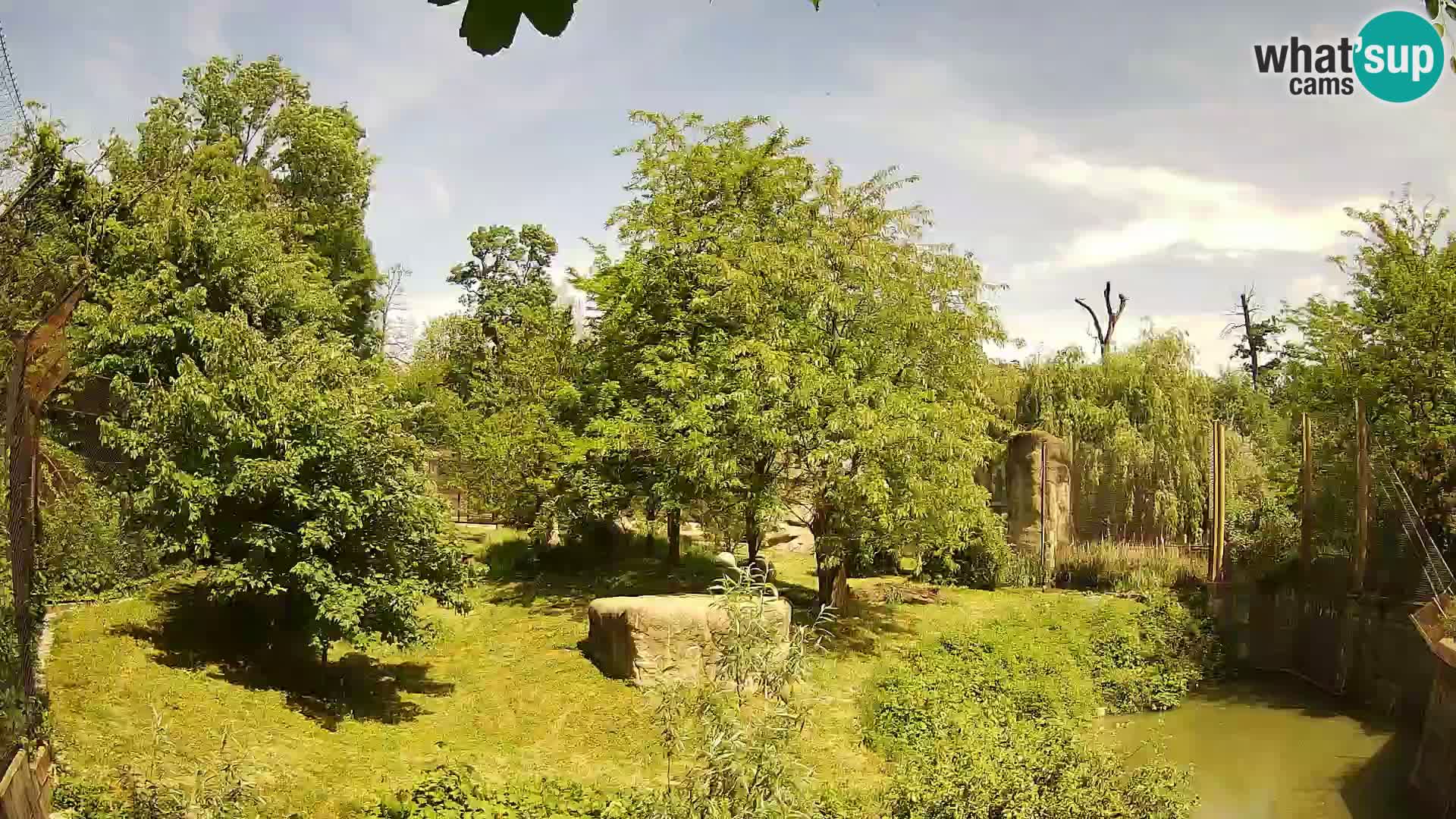 Zoo Zagreb – Leones