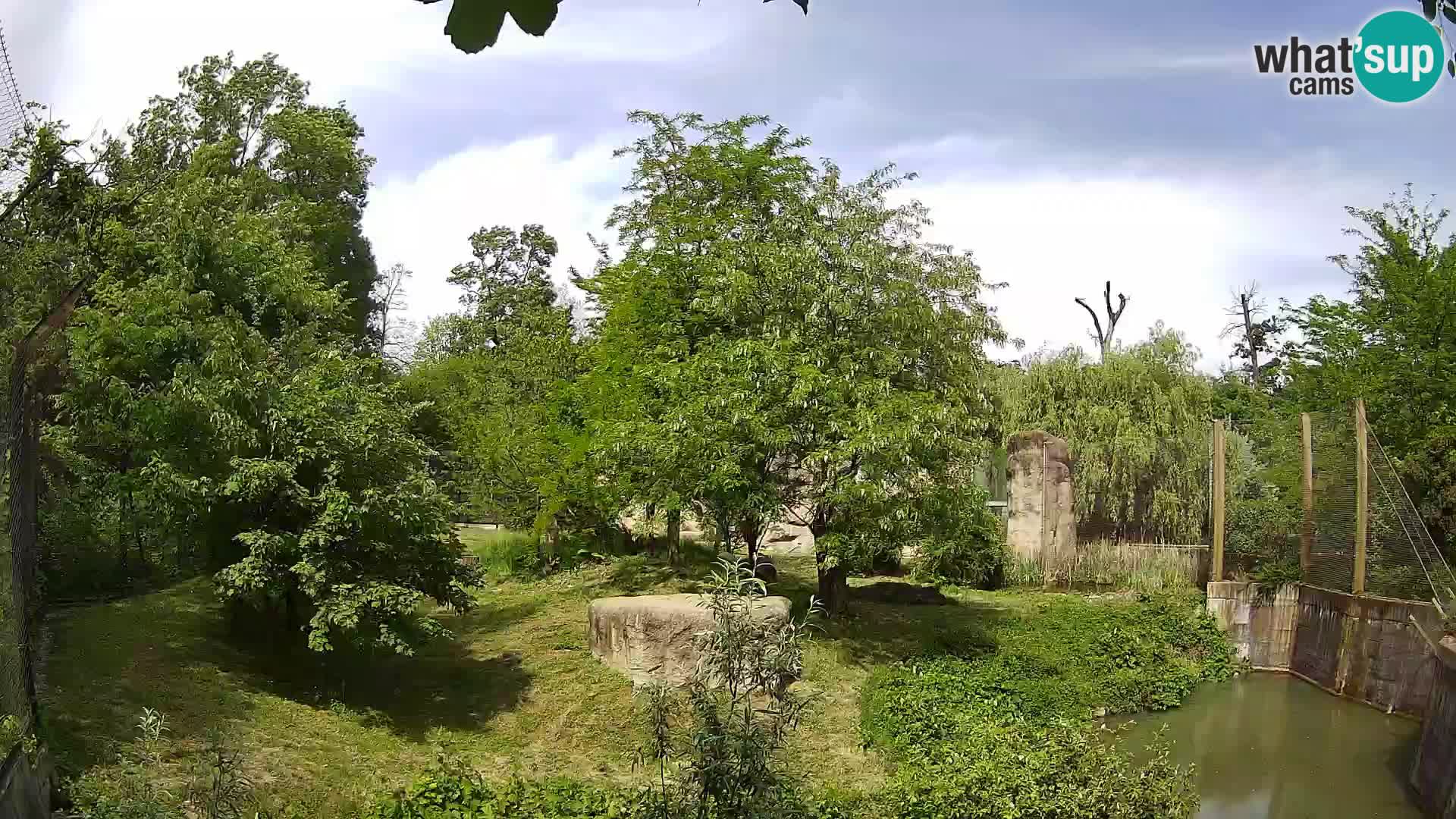 Spletna kamera Zoo Zagreb – Levi