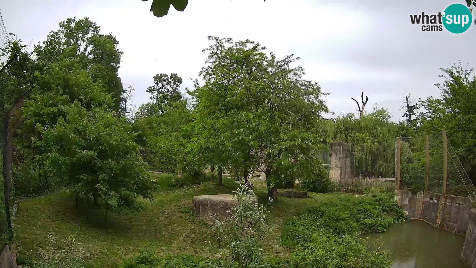 Zoo Zagreb – Löwen