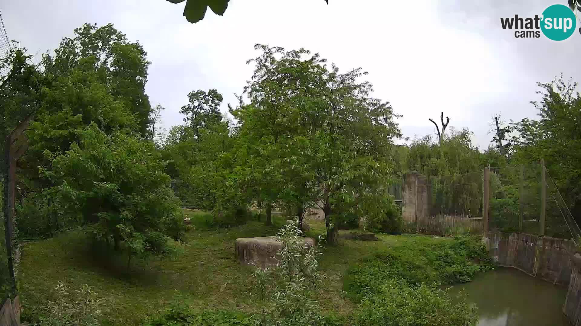 Zoo Zagreb – Lion