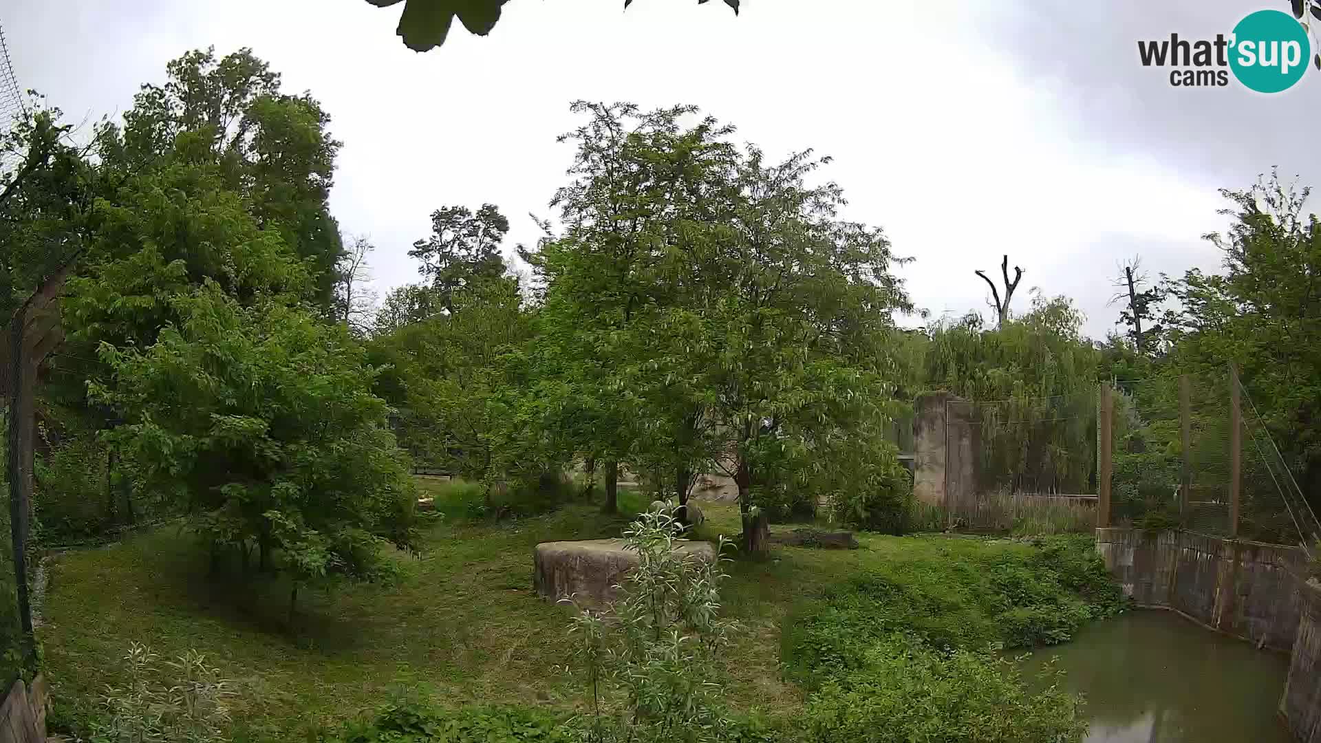 Zoo Zagreb – Löwen