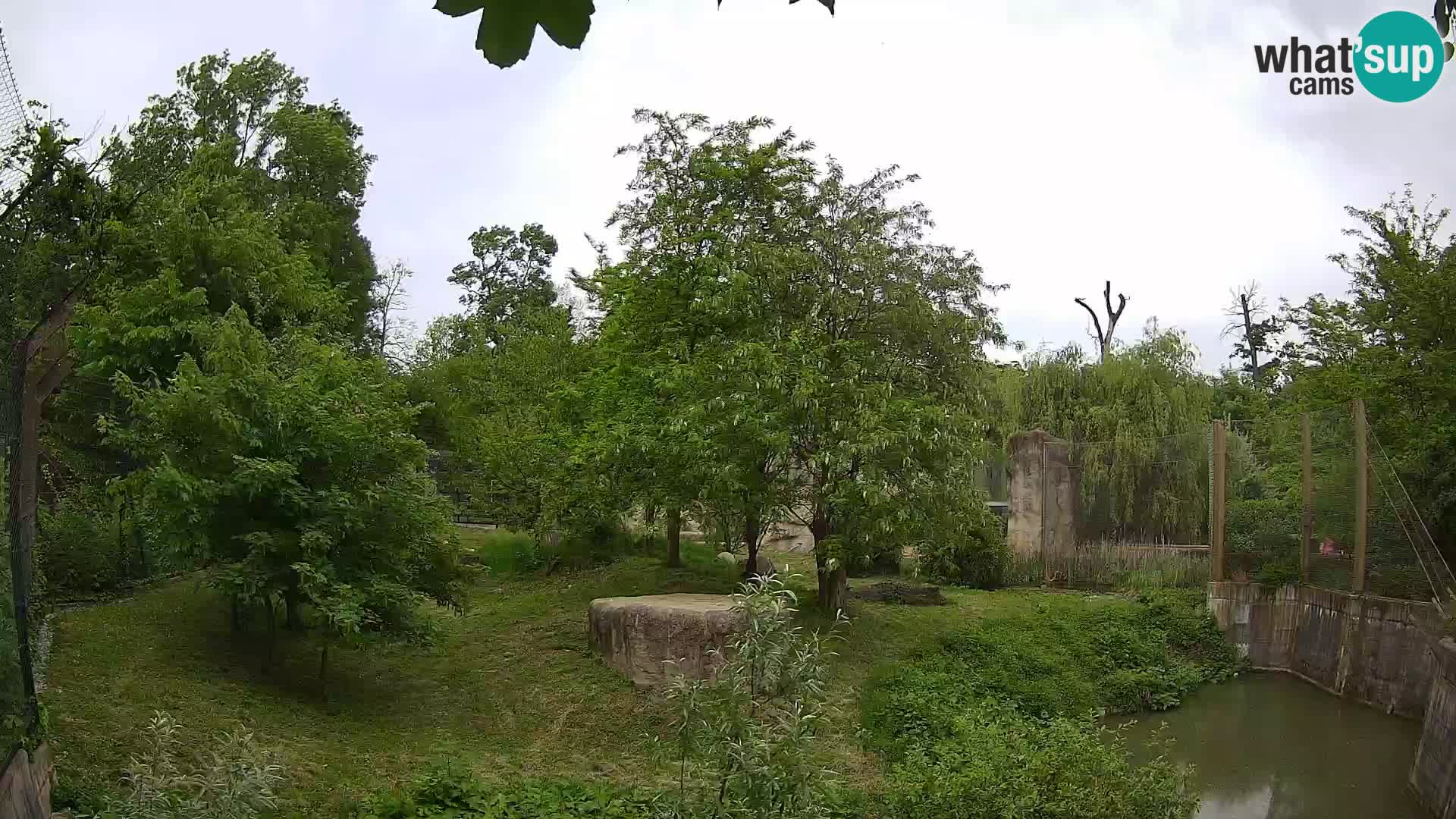 Zoo Zagreb – Löwen