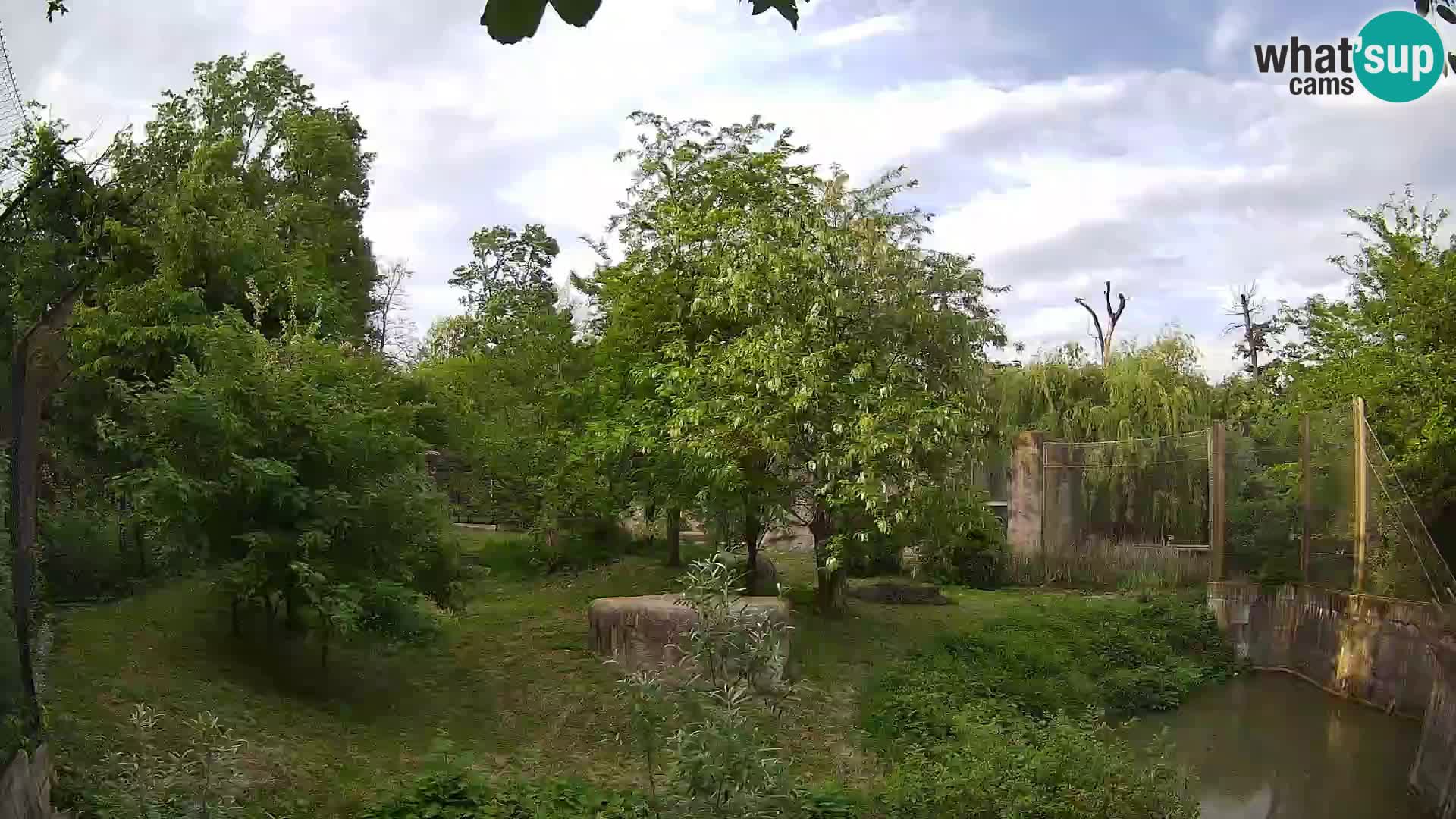 Zoo Zagreb – Leones