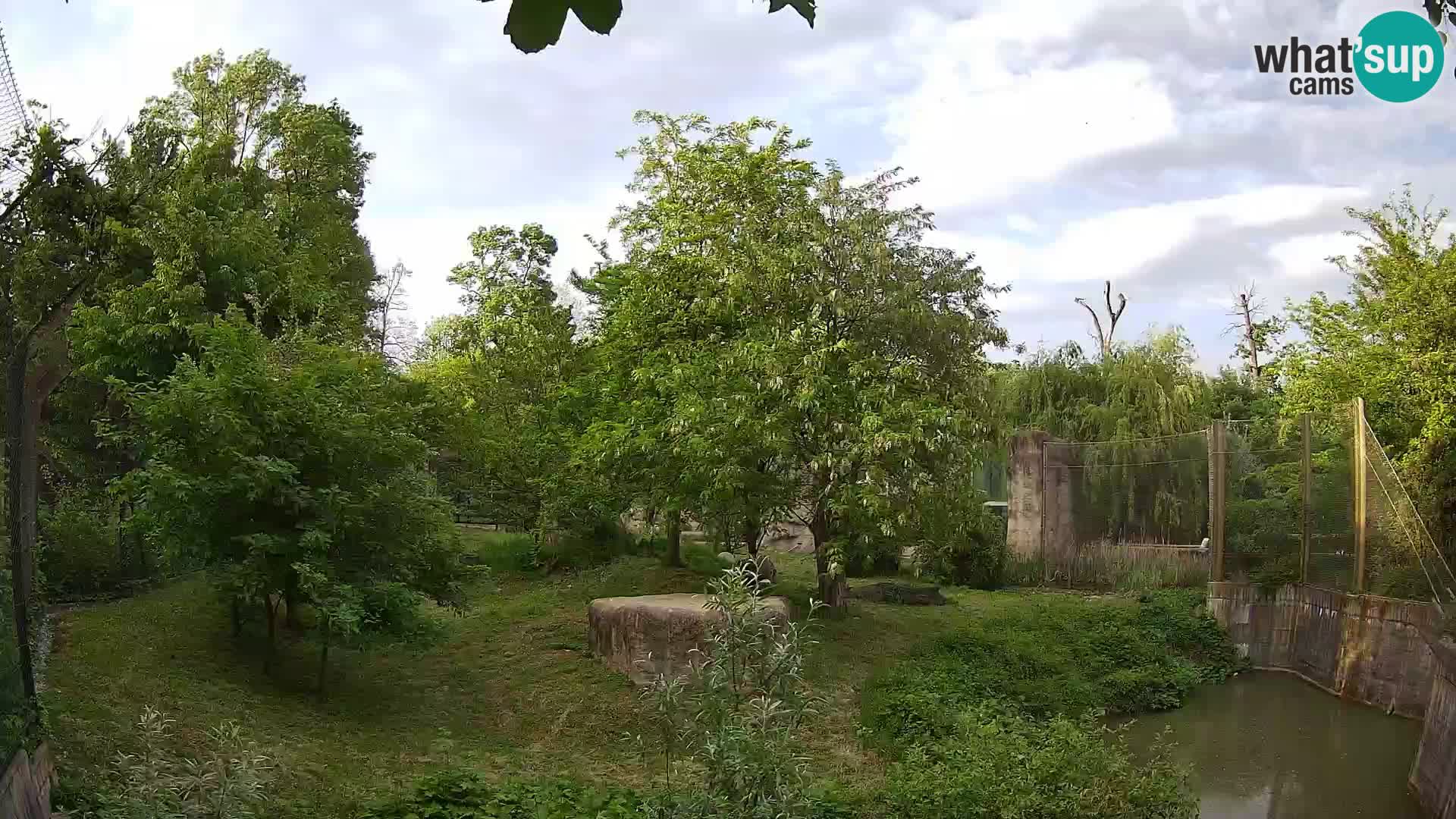 Zoo Zagreb – Lion