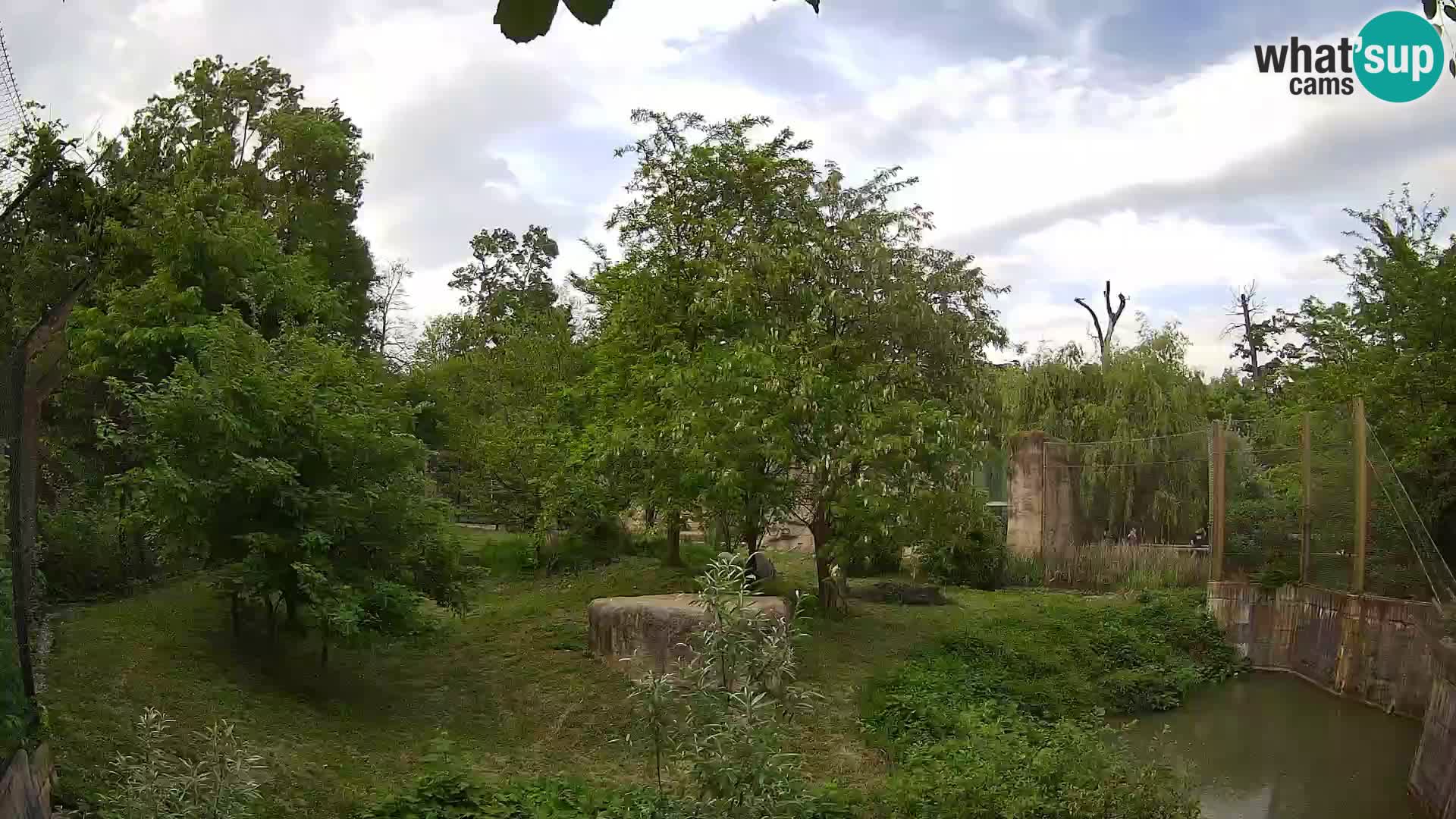 Zoo Zagreb – Lion