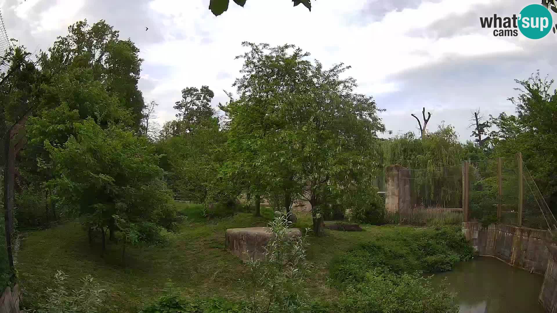Zoo Zagreb – Lion