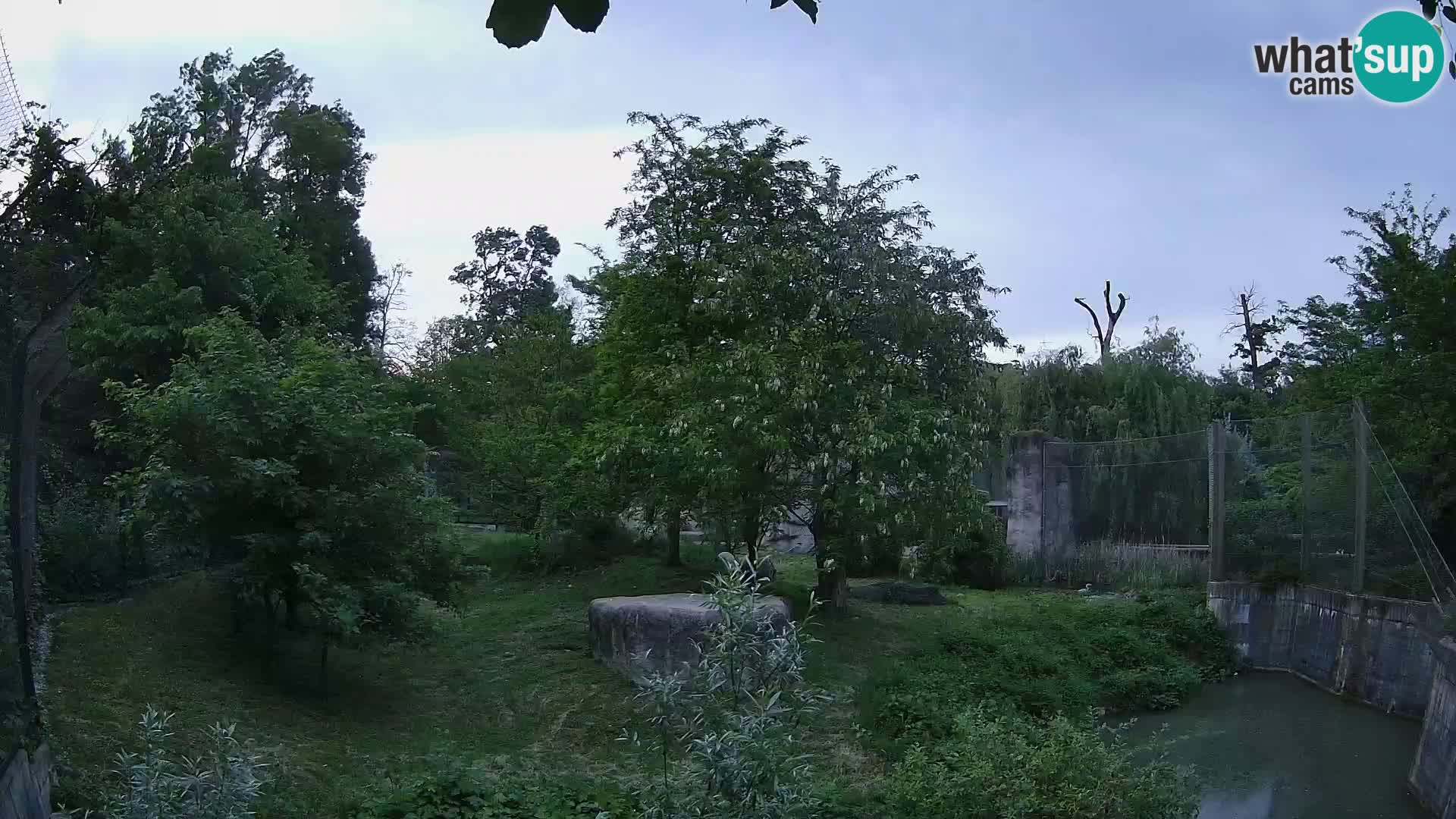 Zoo Zagreb – Lavovi