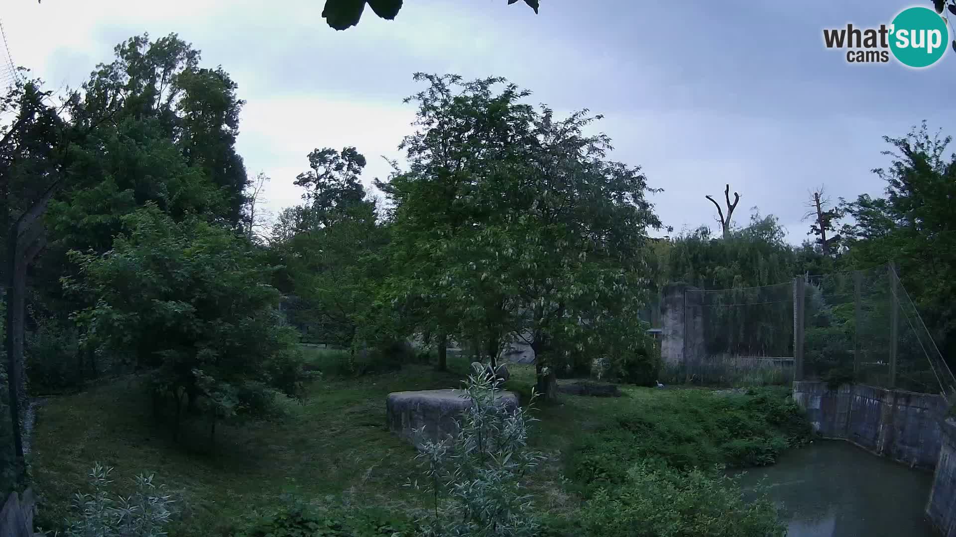 Spletna kamera Zoo Zagreb – Levi