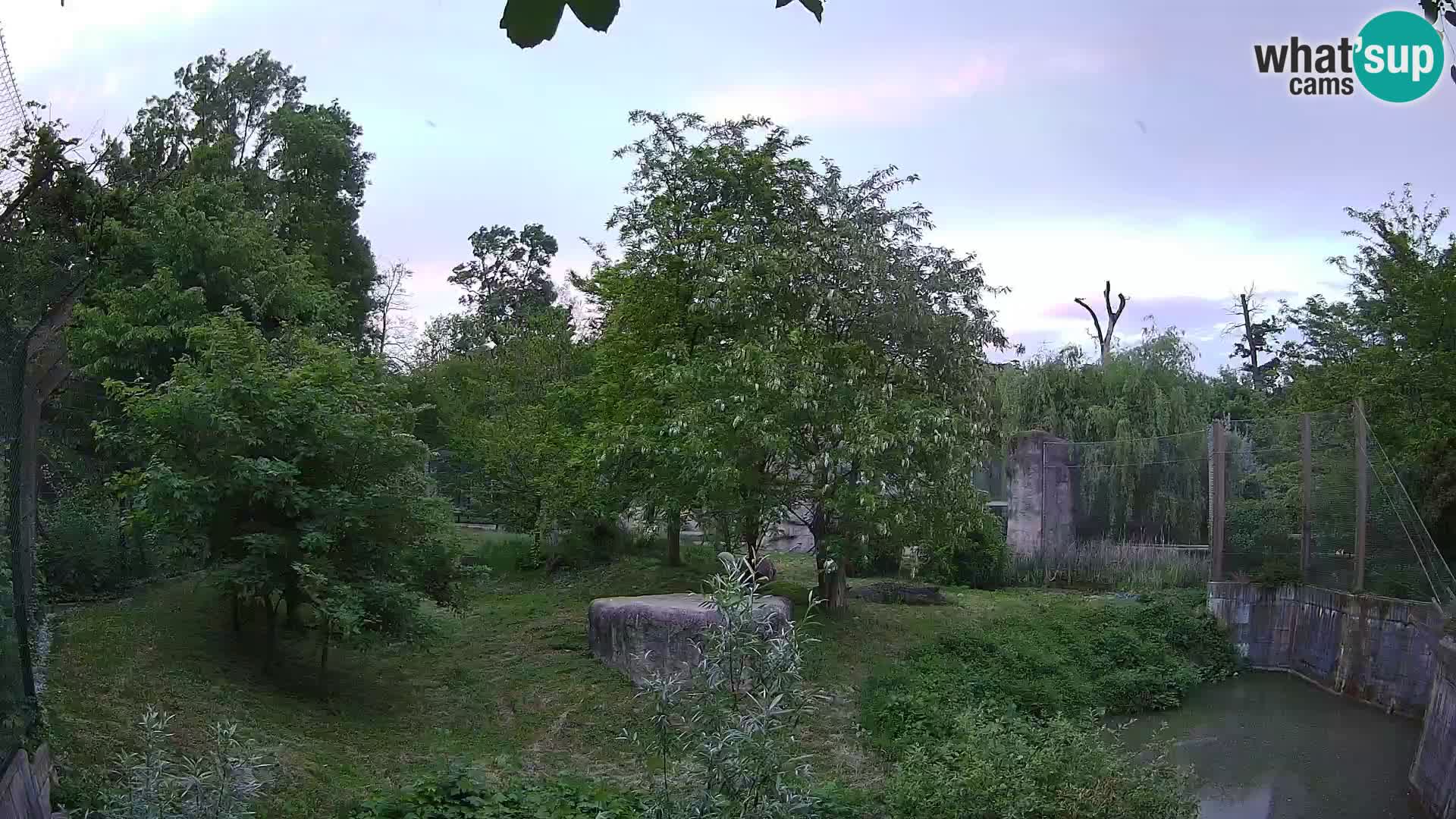 Zoo Zagreb – Lion
