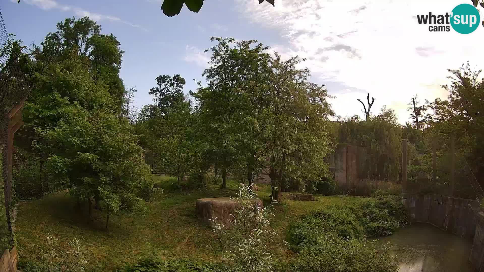 Zoo Zagreb – Lion