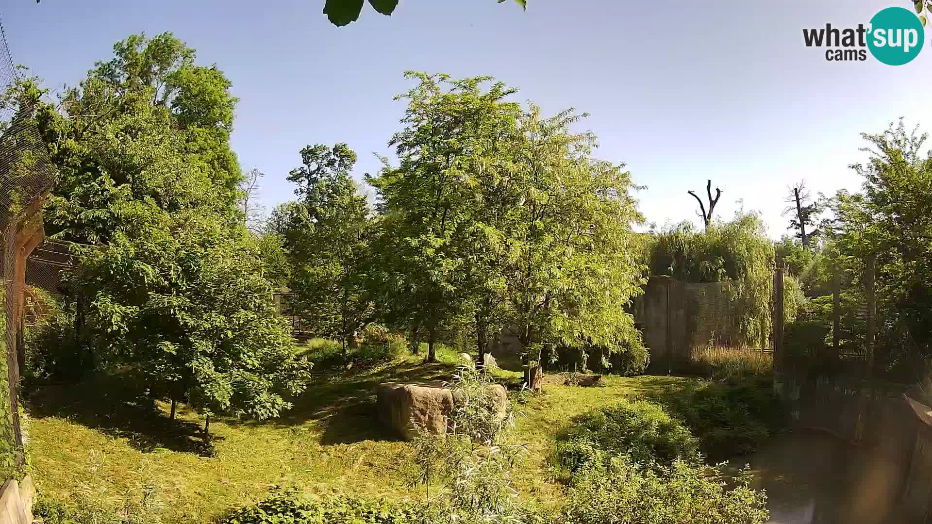 Spletna kamera Zoo Zagreb – Levi