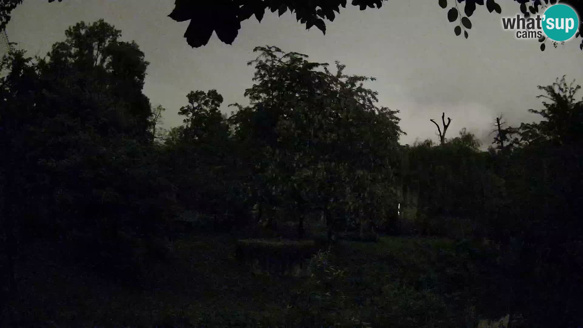 Spletna kamera Zoo Zagreb – Levi