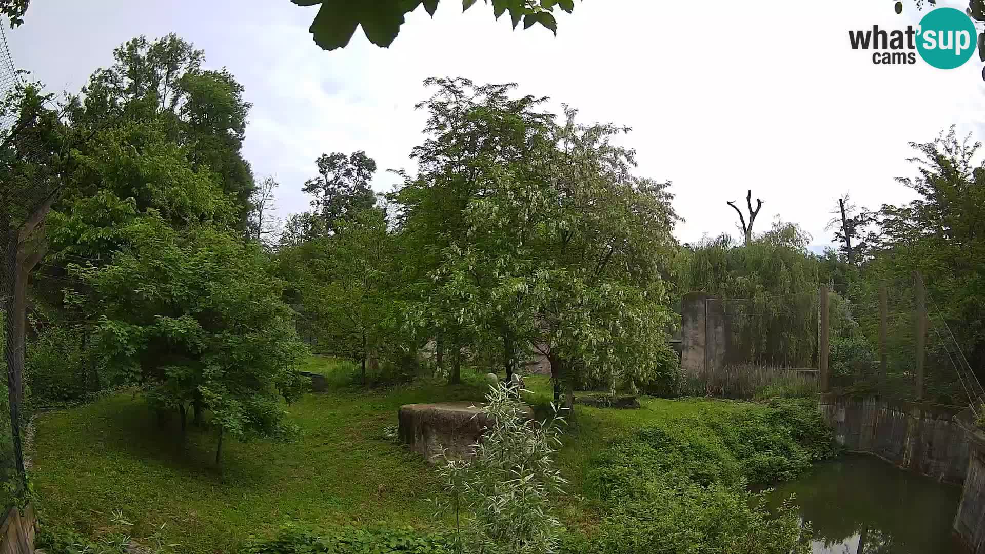 Spletna kamera Zoo Zagreb – Levi