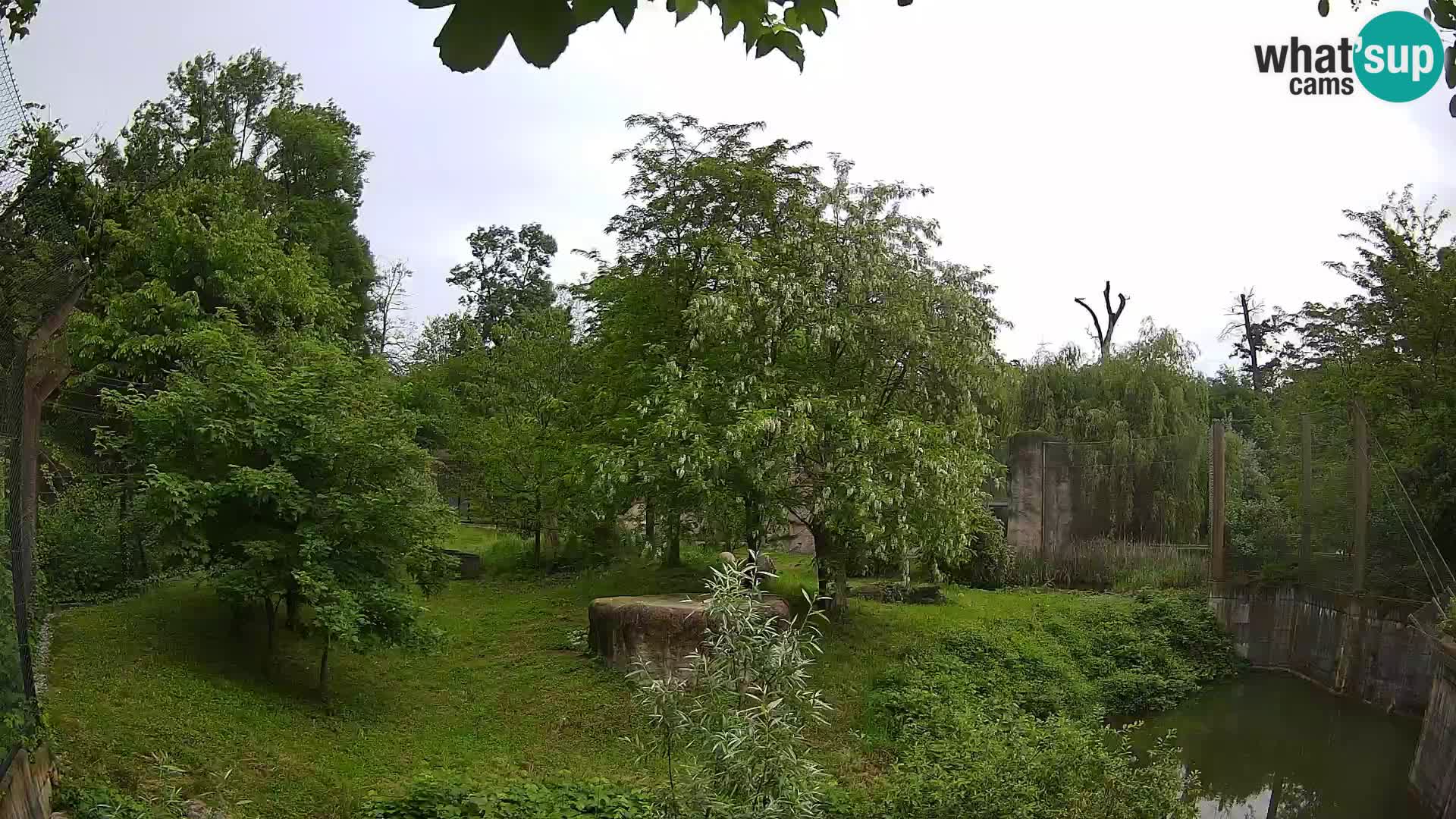 Zoo Zagreb – Lavovi