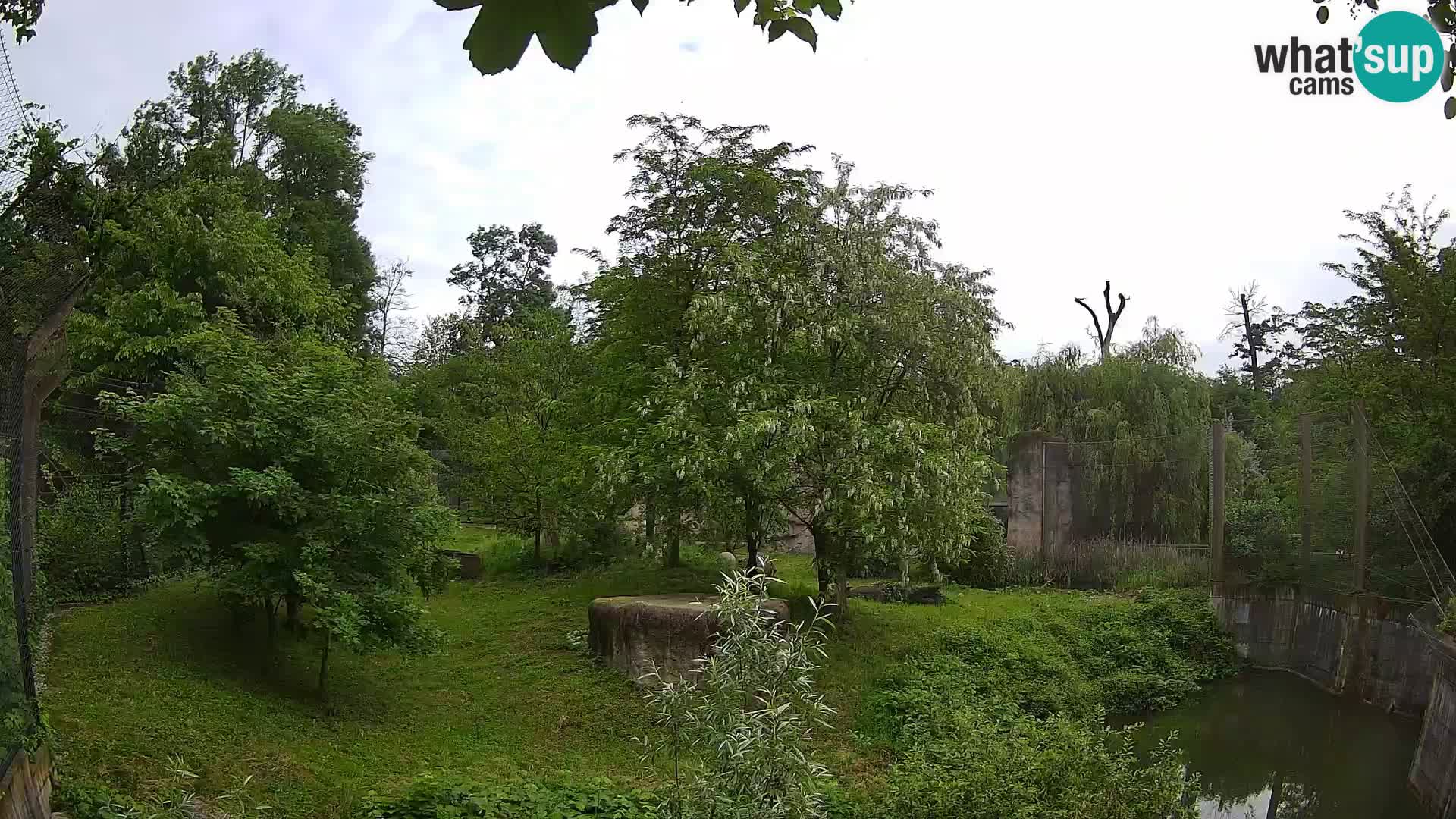 Zoo Zagreb – Lion
