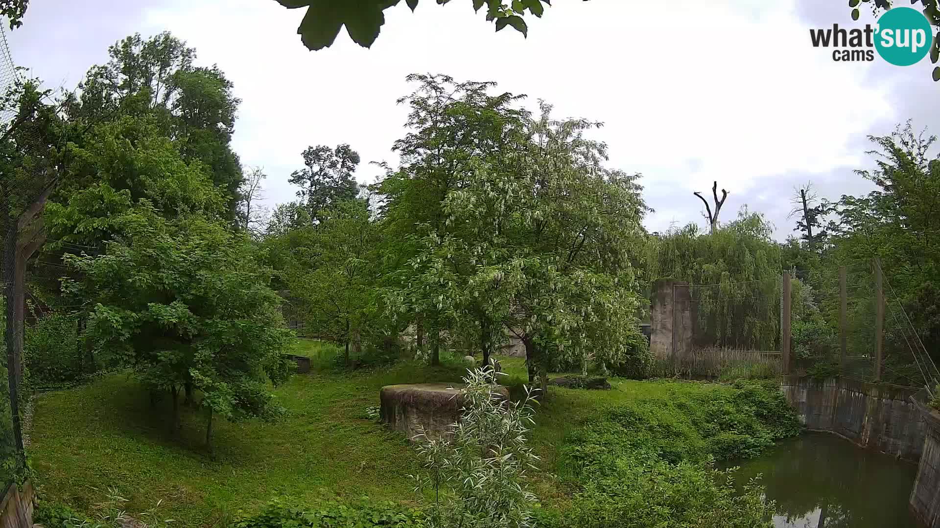 Zoo Zagreb – Lion