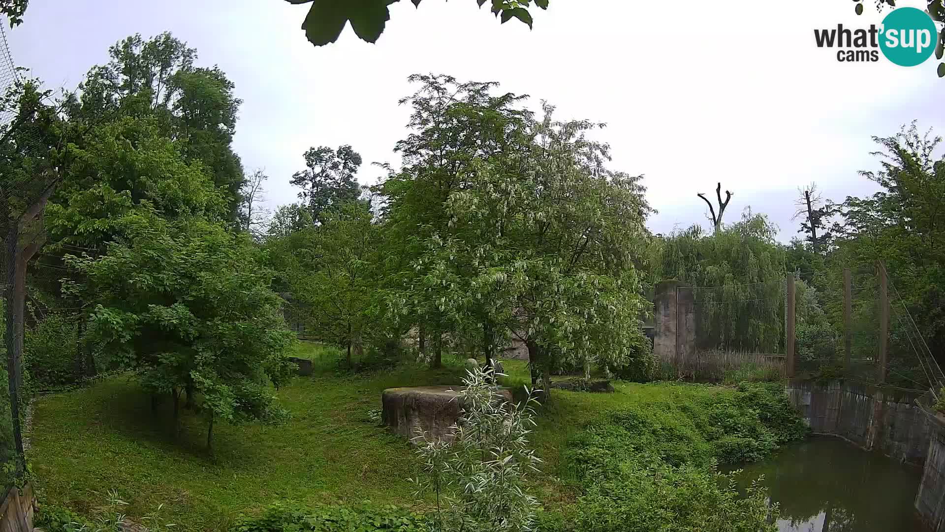 Zoo Zagreb – Lion