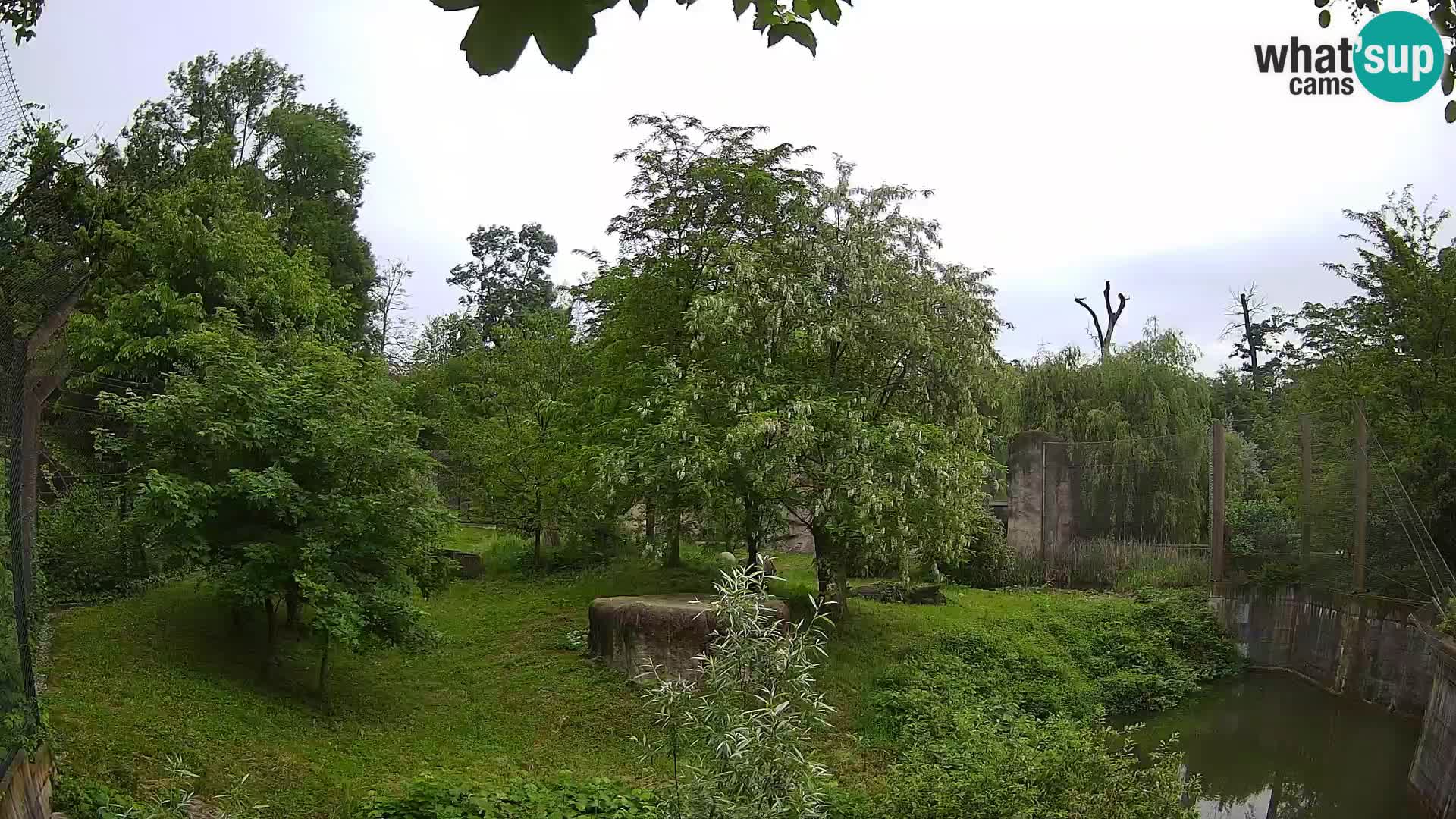 Zoo Zagreb – Löwen