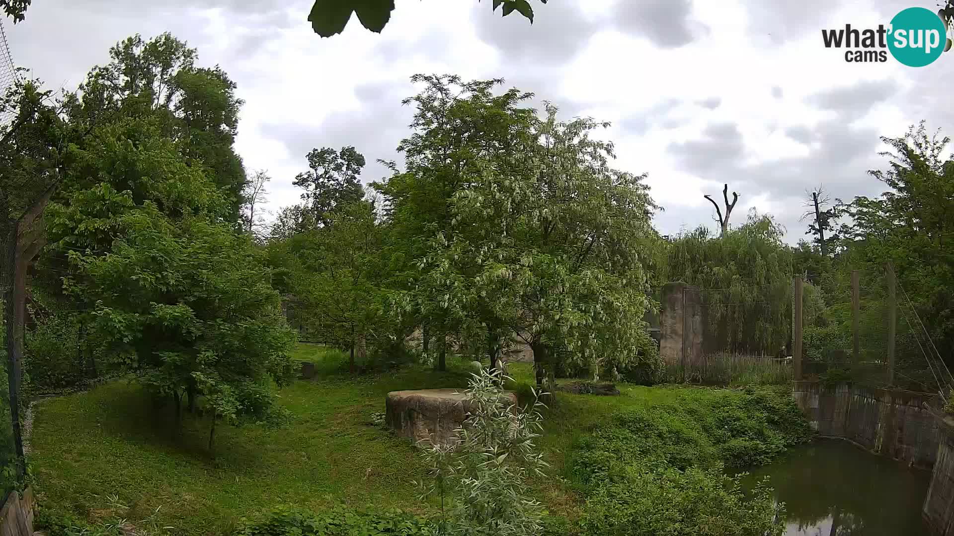 Zoo Zagreb – Lavovi