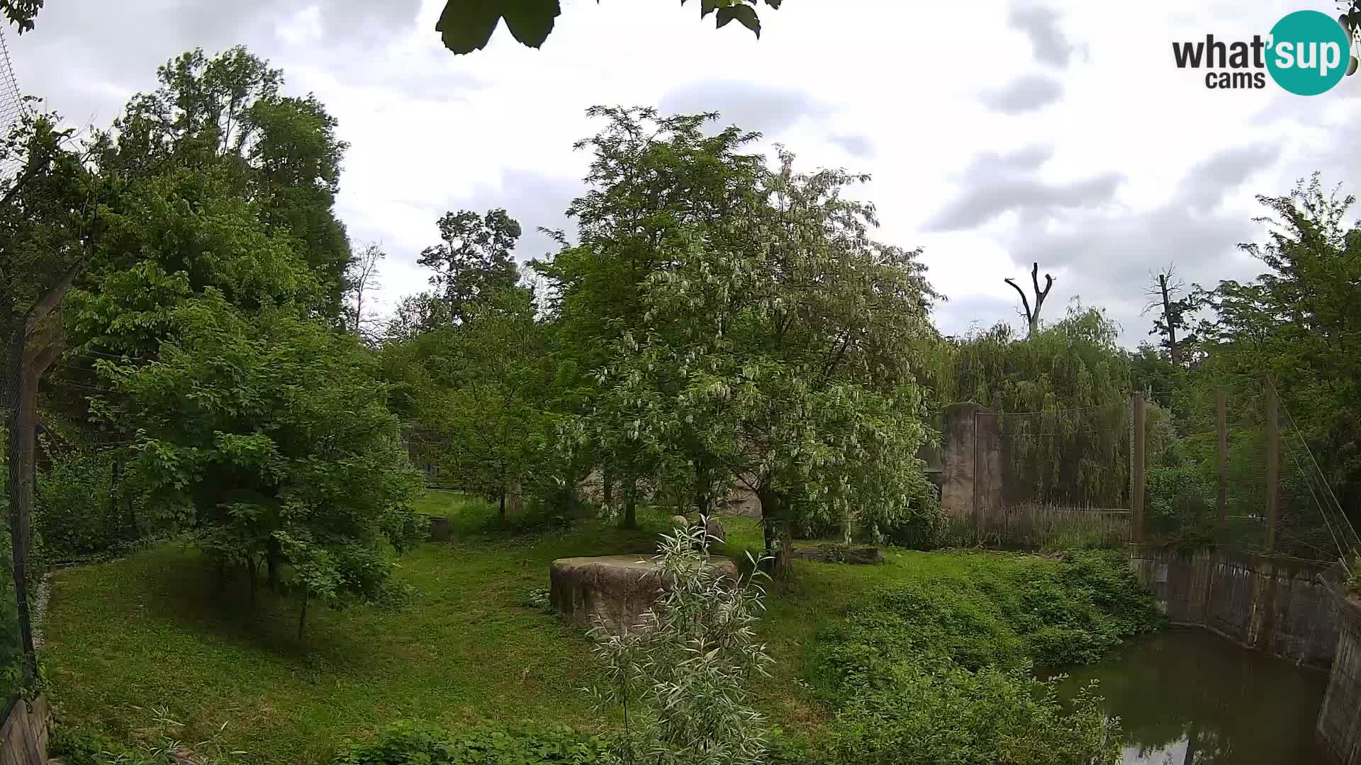 Zoo Zagreb – Lavovi