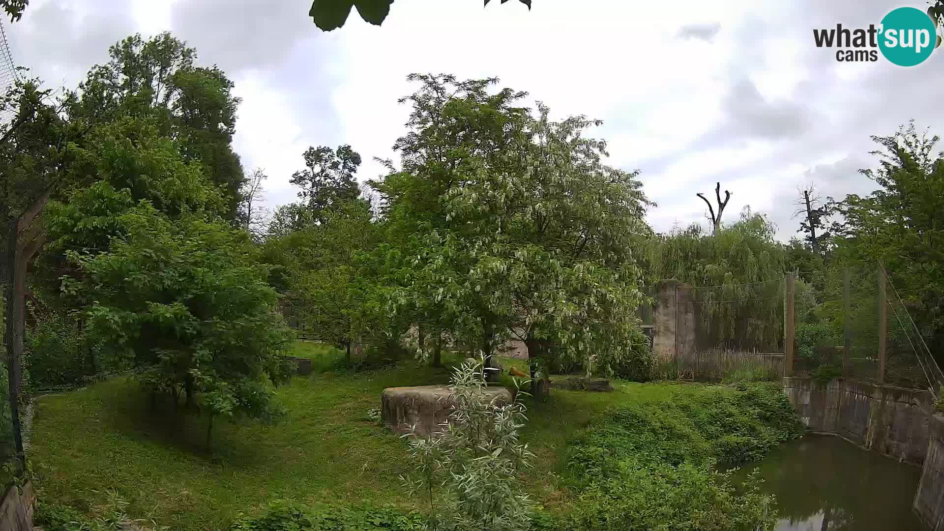 Zoo Zagreb – Lion