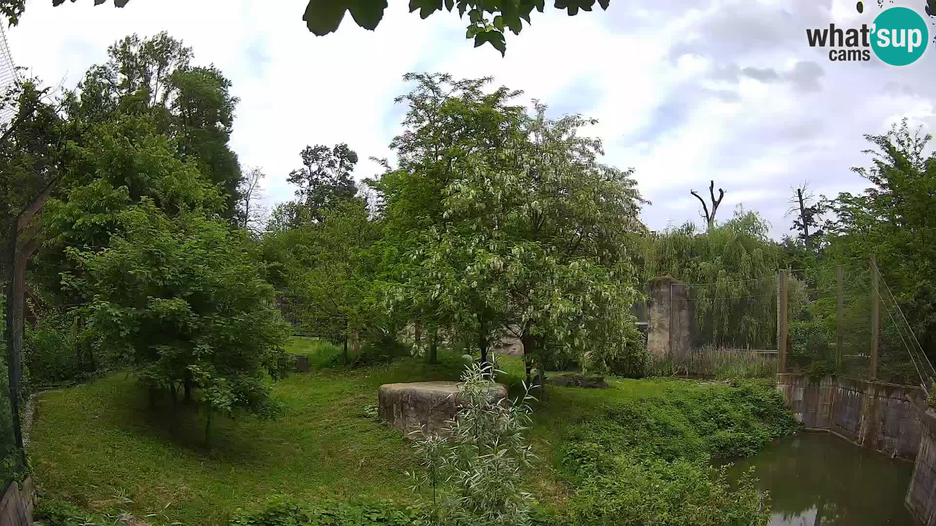 Spletna kamera Zoo Zagreb – Levi
