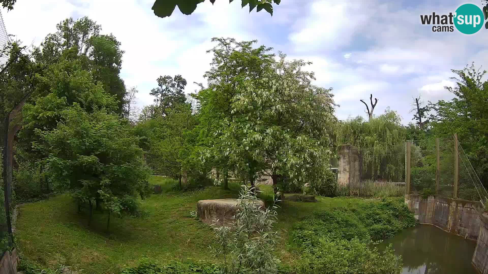 Zoo Zagreb – Lavovi