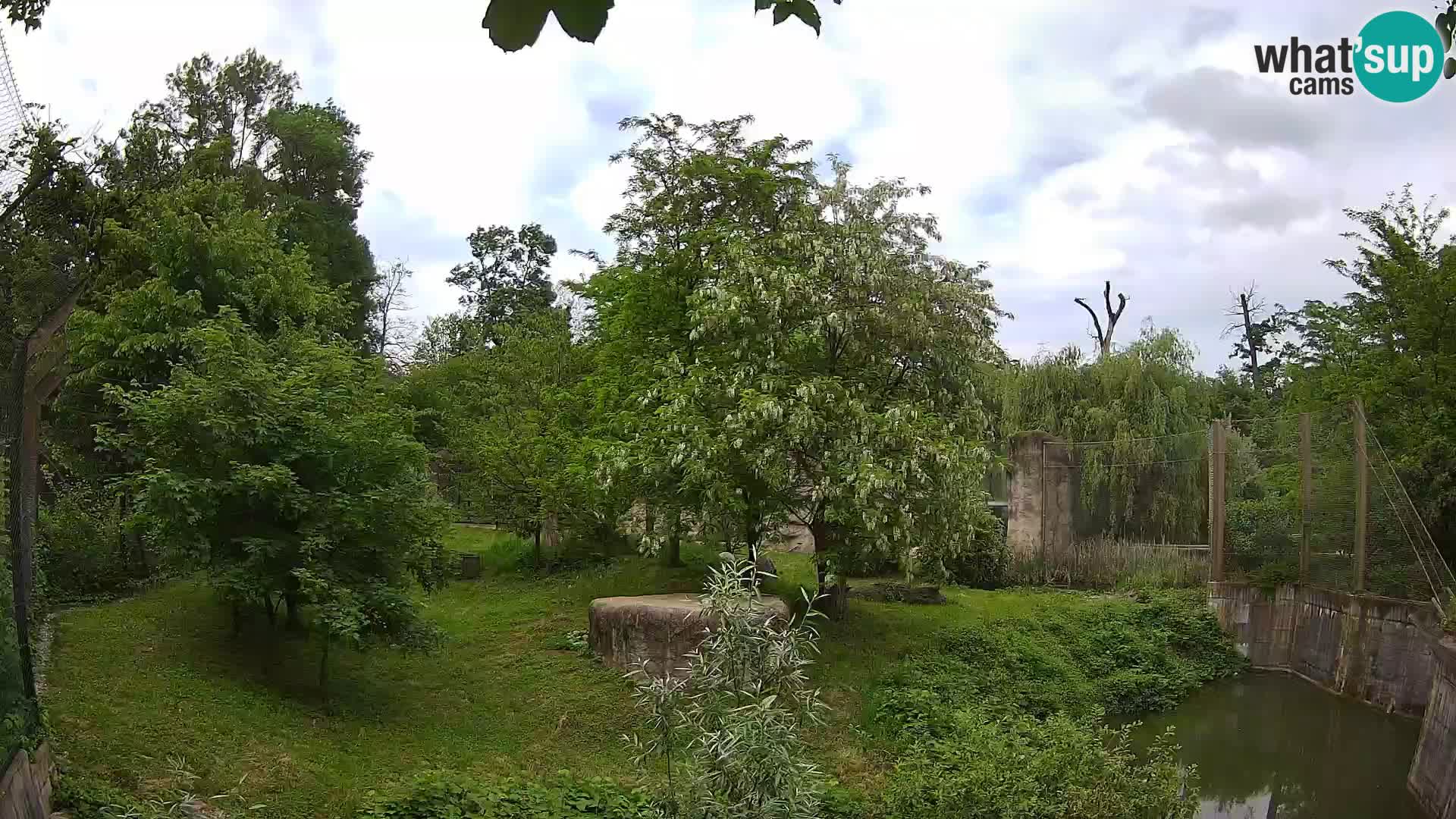 Zoo Zagreb – Lavovi