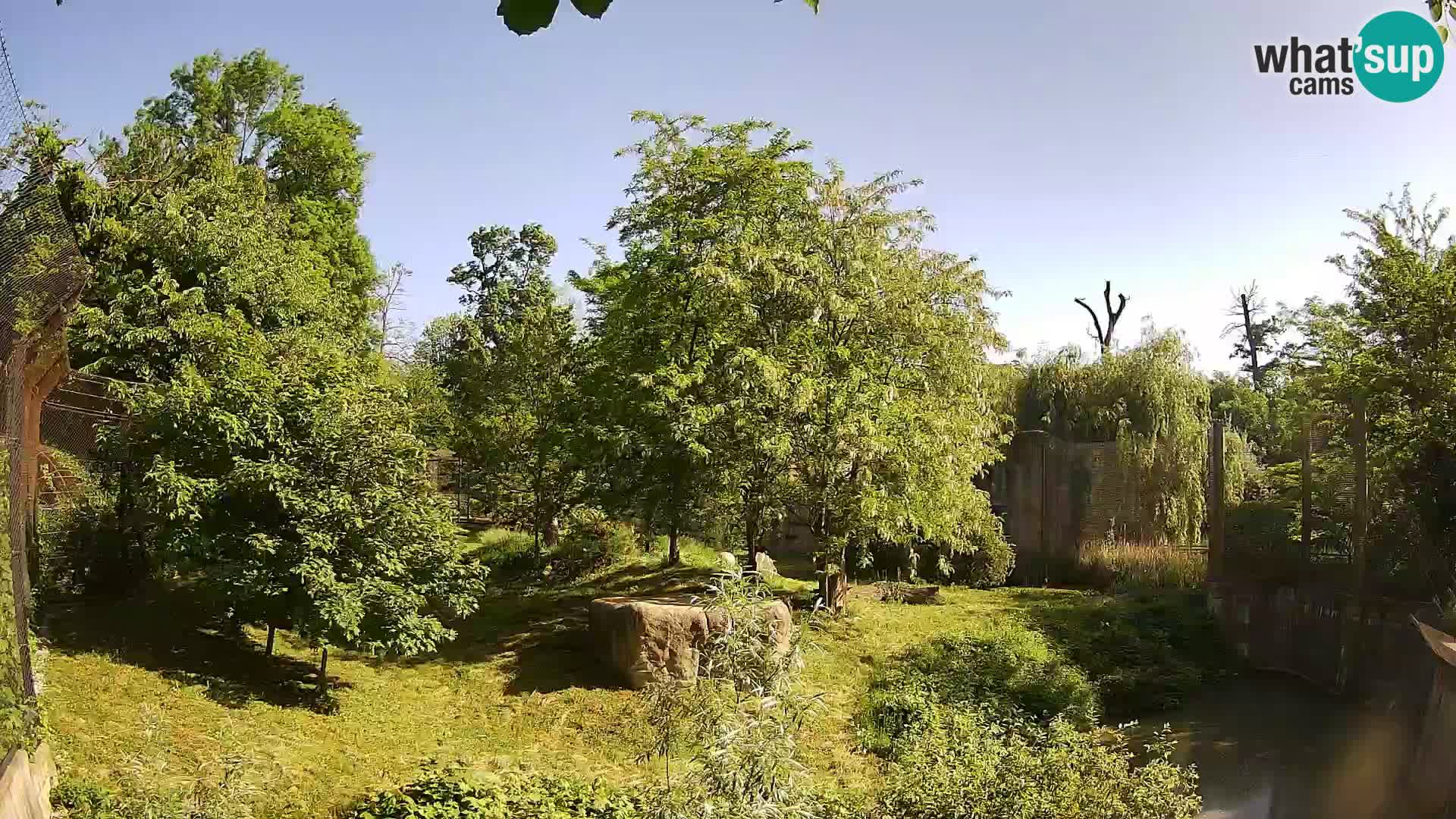 Spletna kamera Zoo Zagreb – Levi