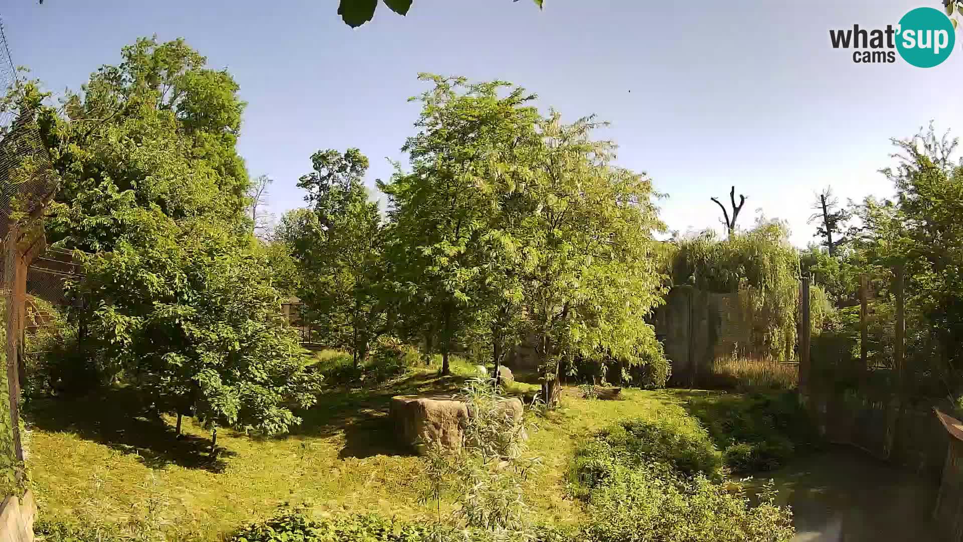 Spletna kamera Zoo Zagreb – Levi