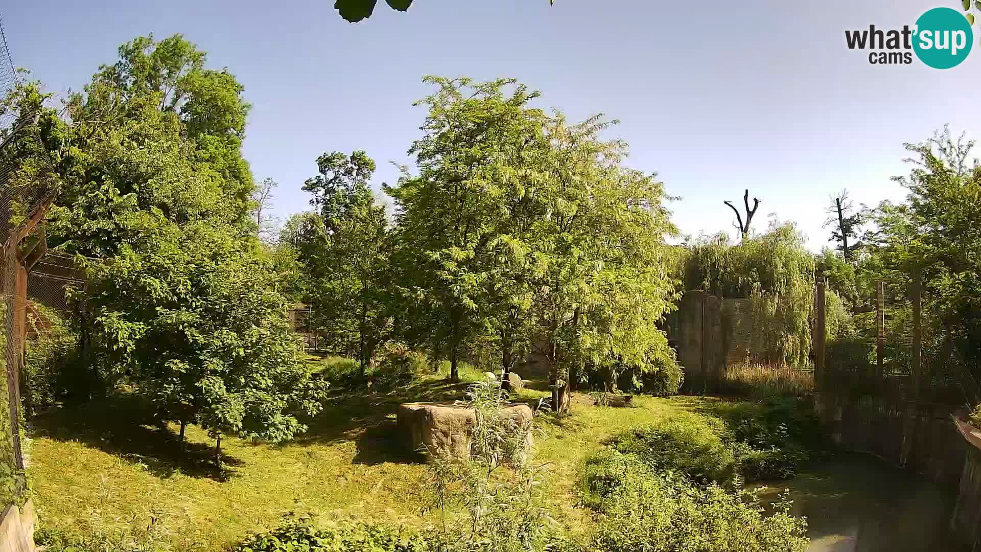 Zoo Zagreb – Lion