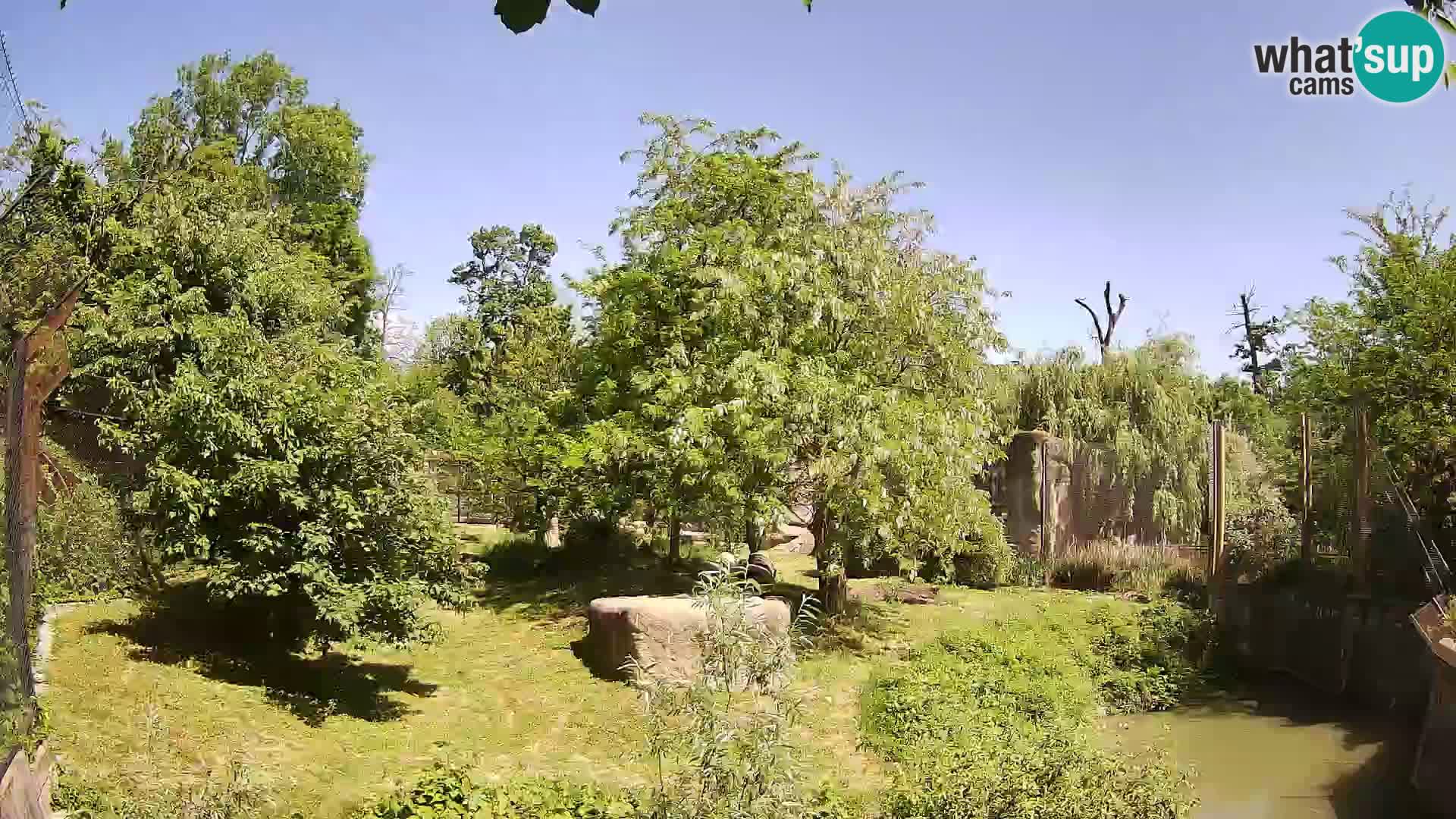 Zoo Zagreb – Löwen