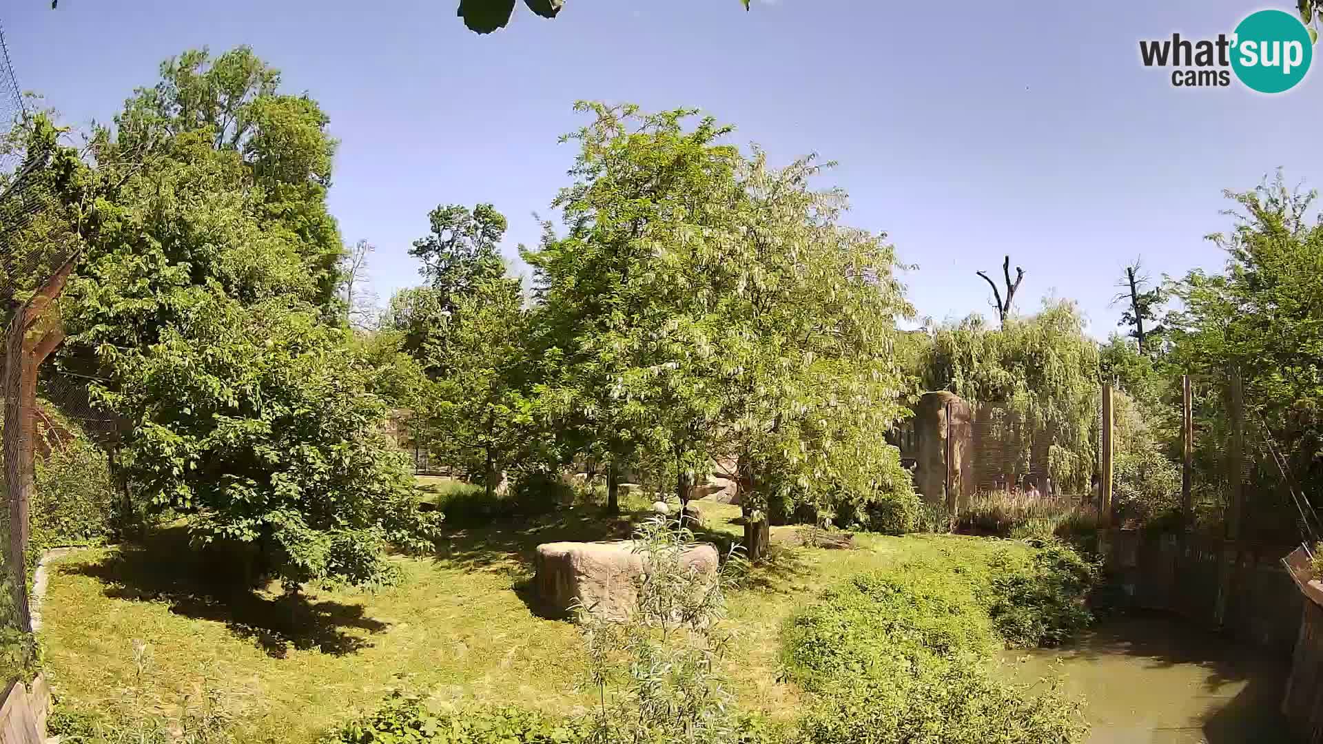 Zoo Zagreb – Löwen
