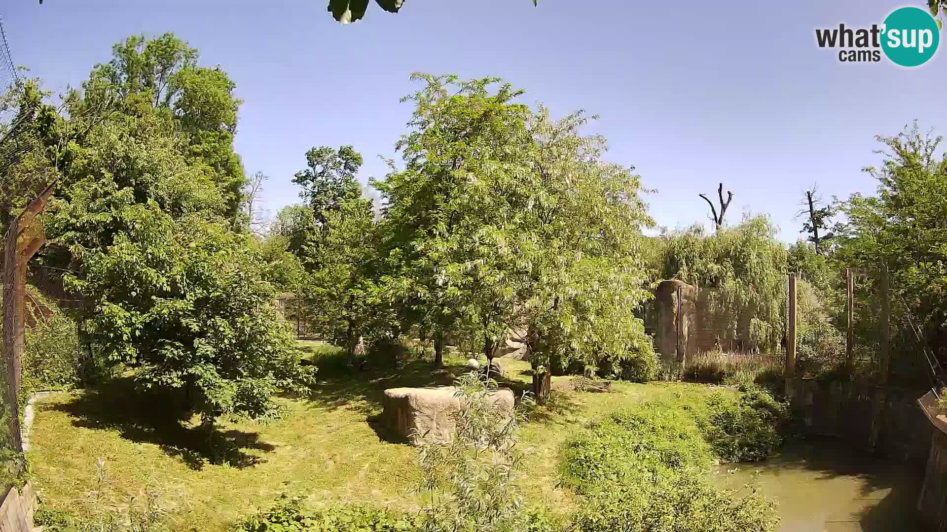 Zoo Zagreb – Leoni
