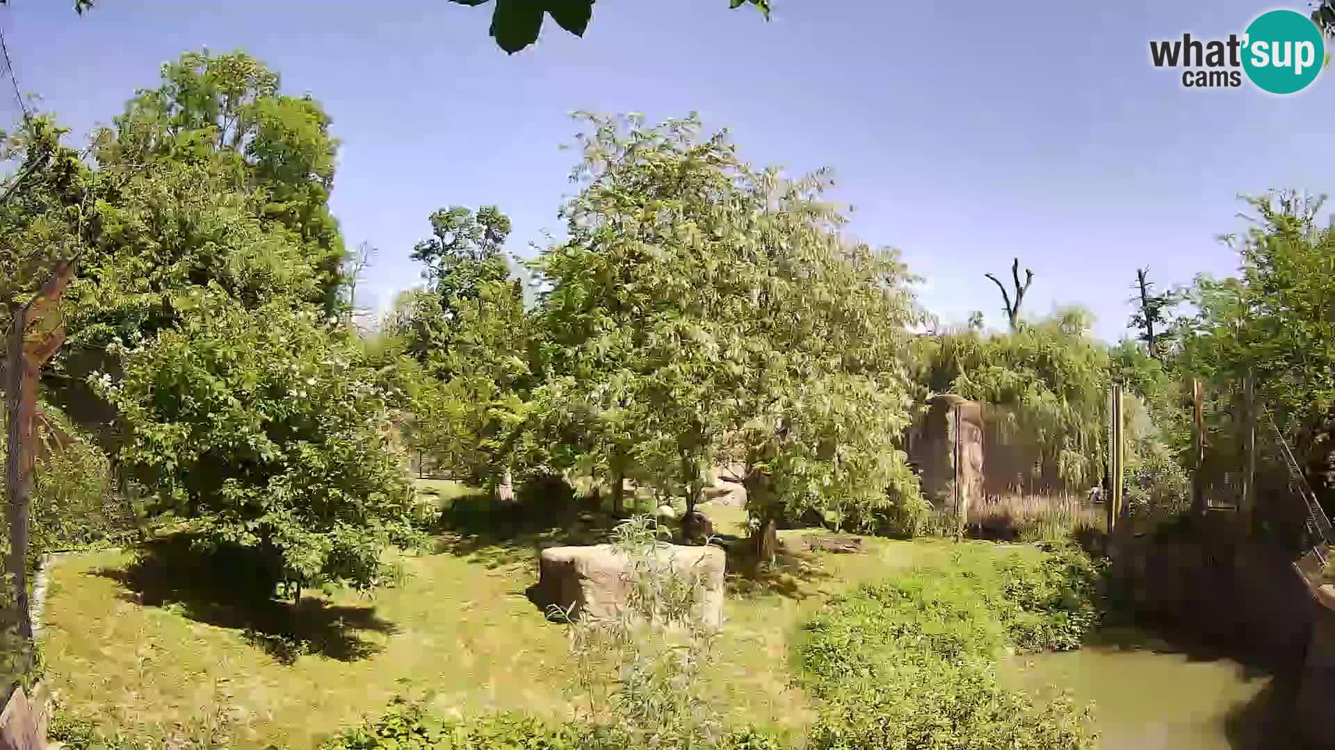 Zoo Zagreb – Leones