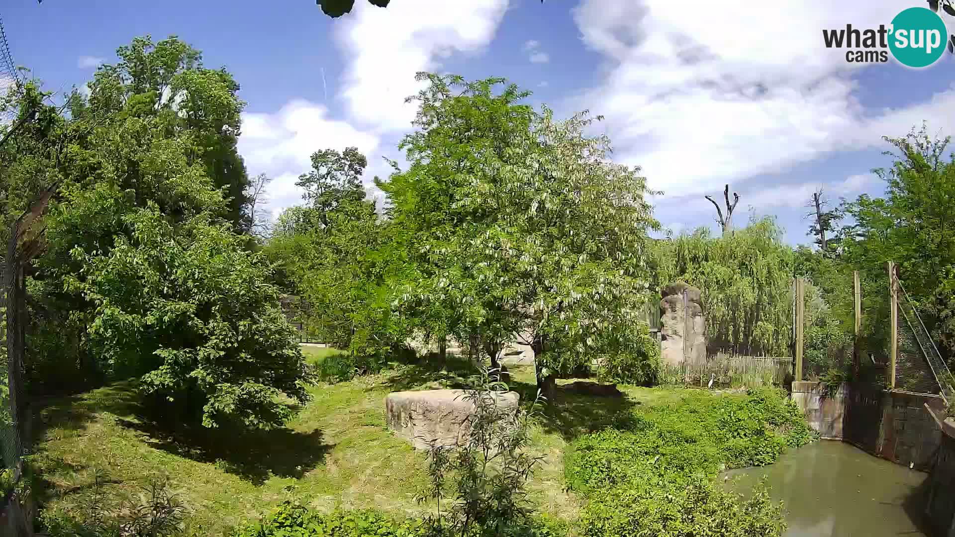 Zoo Zagreb – Leones