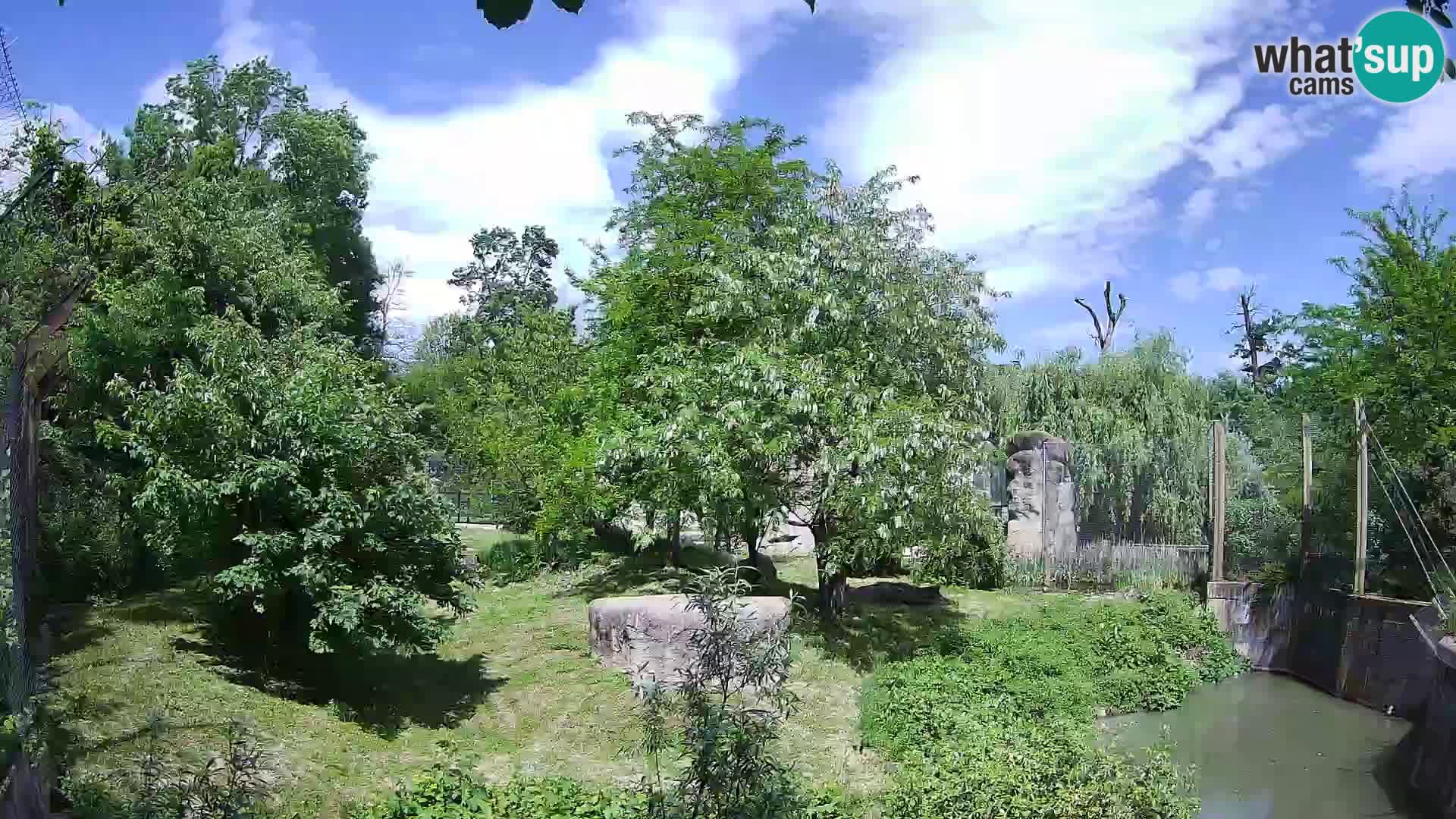 Zoo Zagreb – Lion