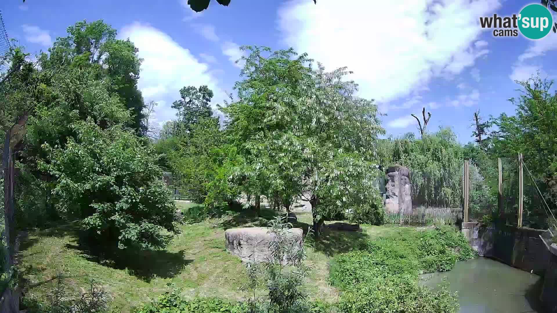 Zoo Zagreb – Leones