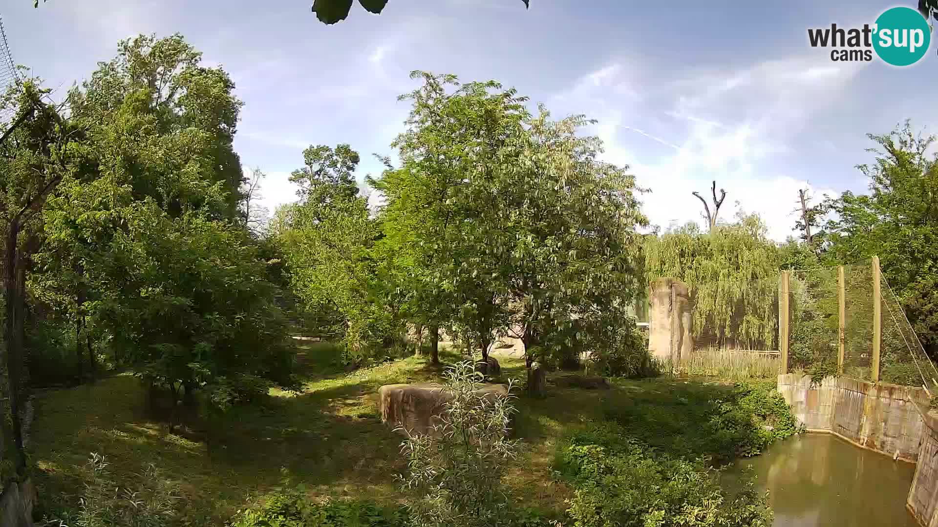 Zoo Zagreb – Lion