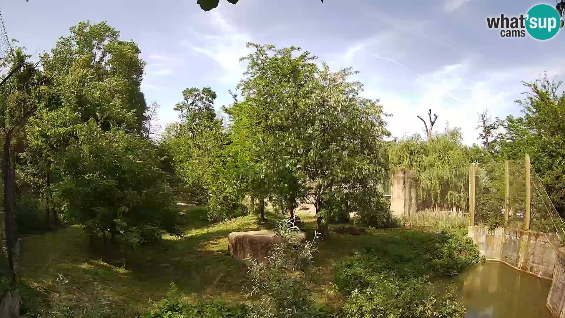 Zoo Zagreb – Lion
