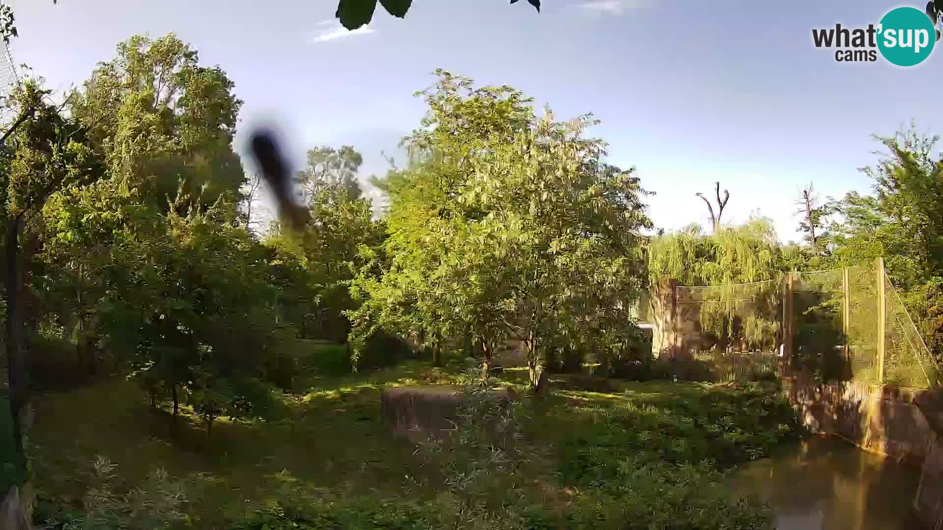 Spletna kamera Zoo Zagreb – Levi