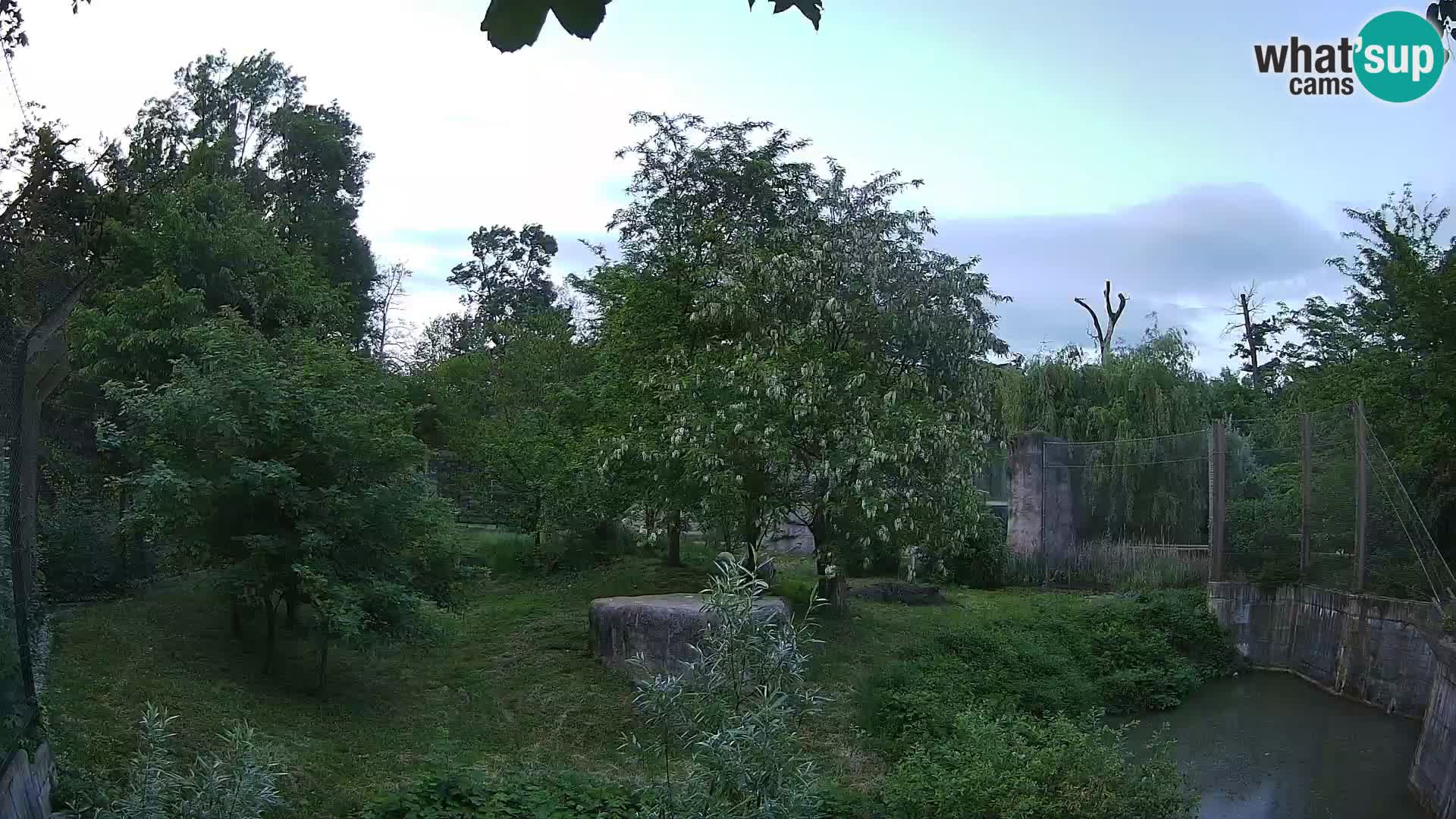 Spletna kamera Zoo Zagreb – Levi