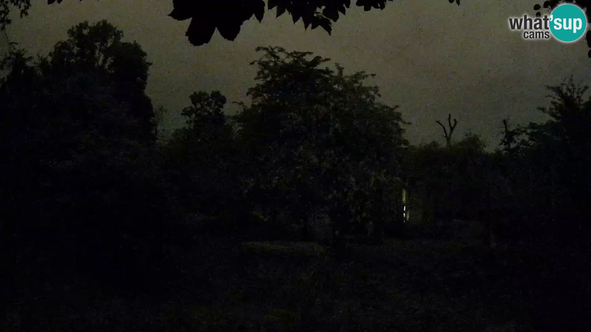 Spletna kamera Zoo Zagreb – Levi