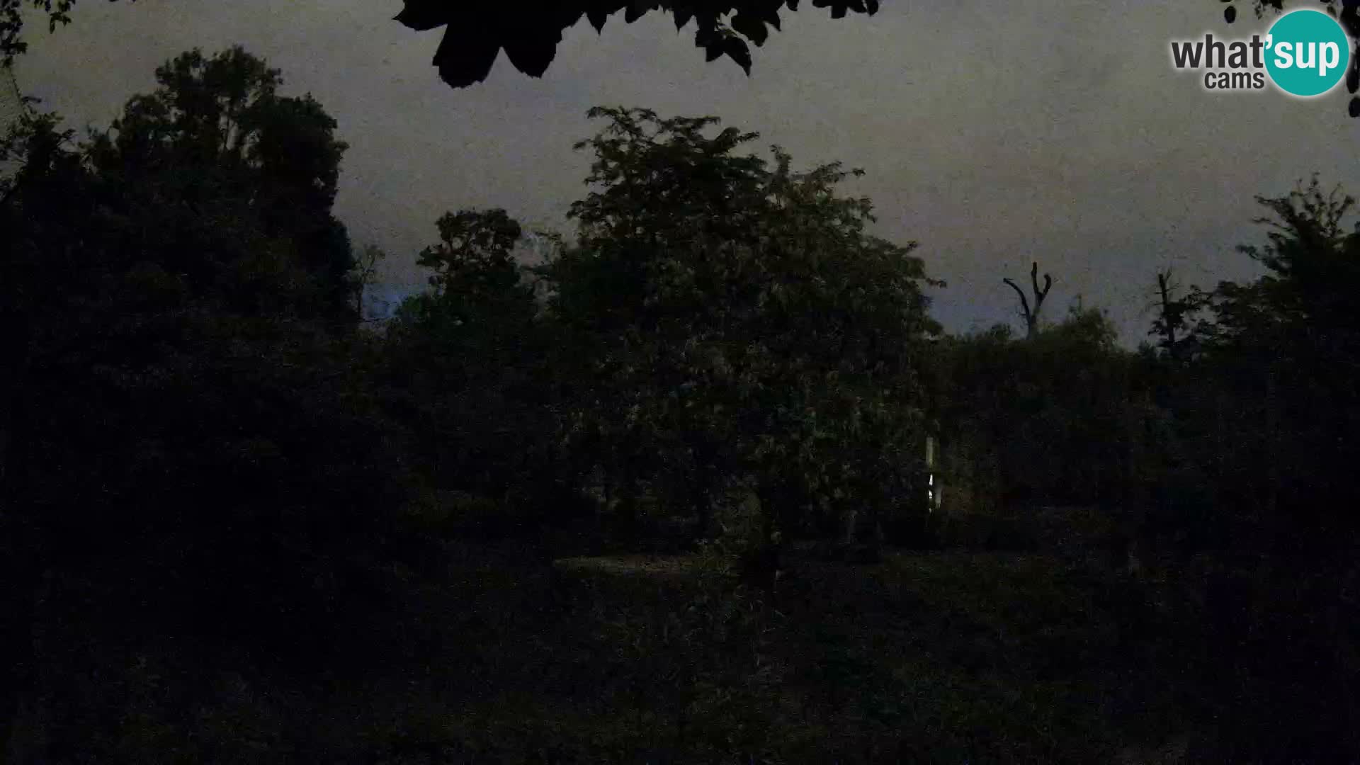 Spletna kamera Zoo Zagreb – Levi