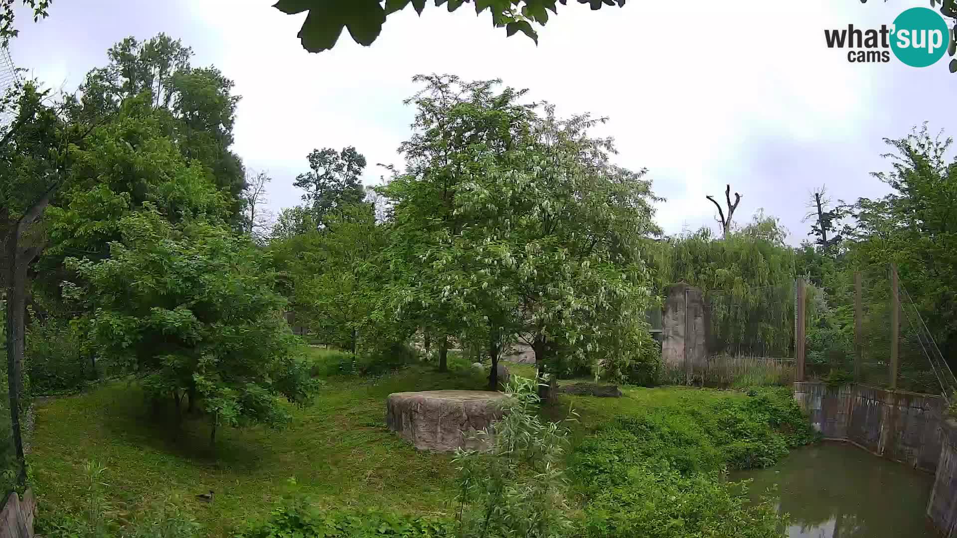 Zoo Zagreb – Leones