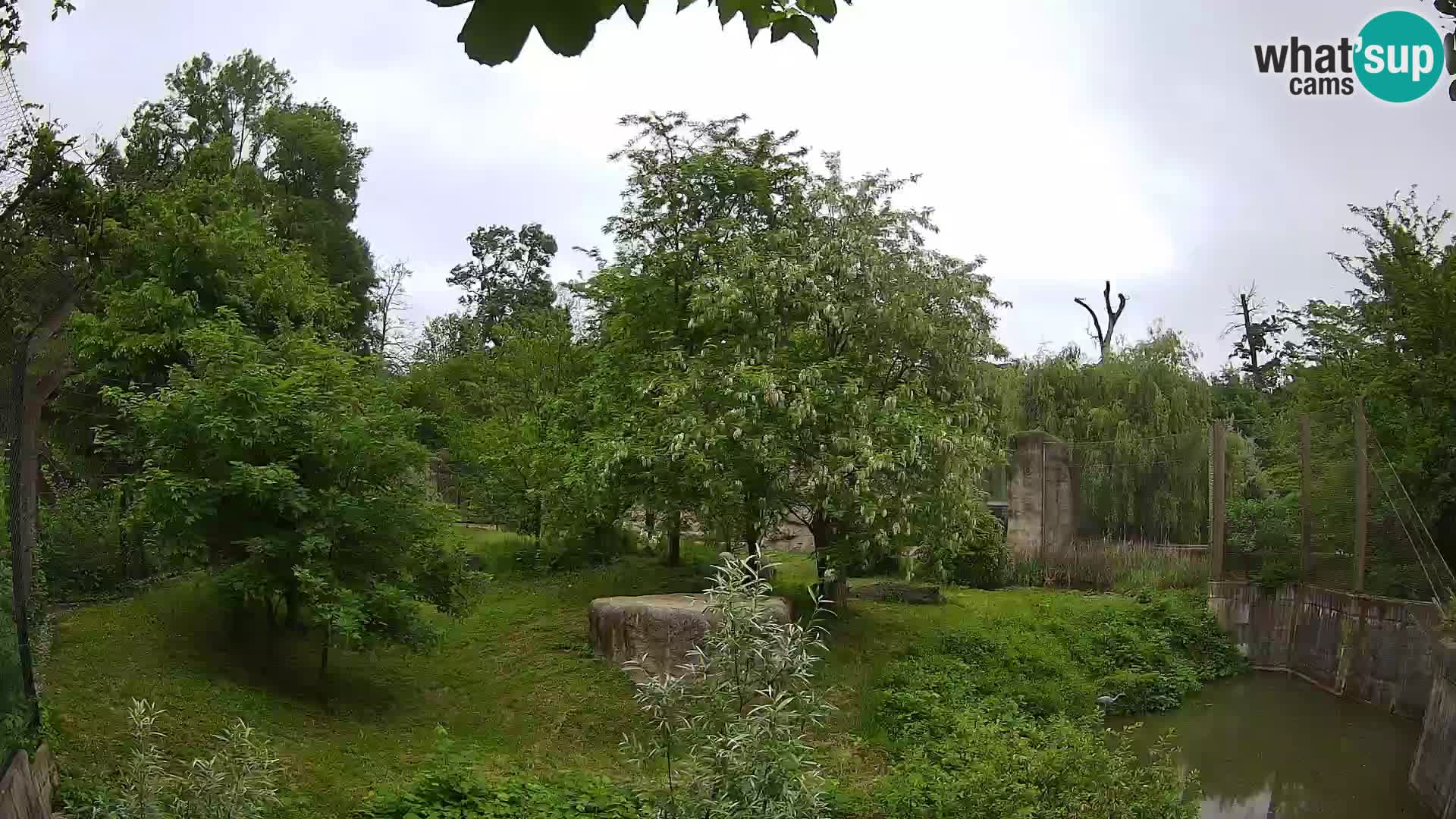 Spletna kamera Zoo Zagreb – Levi